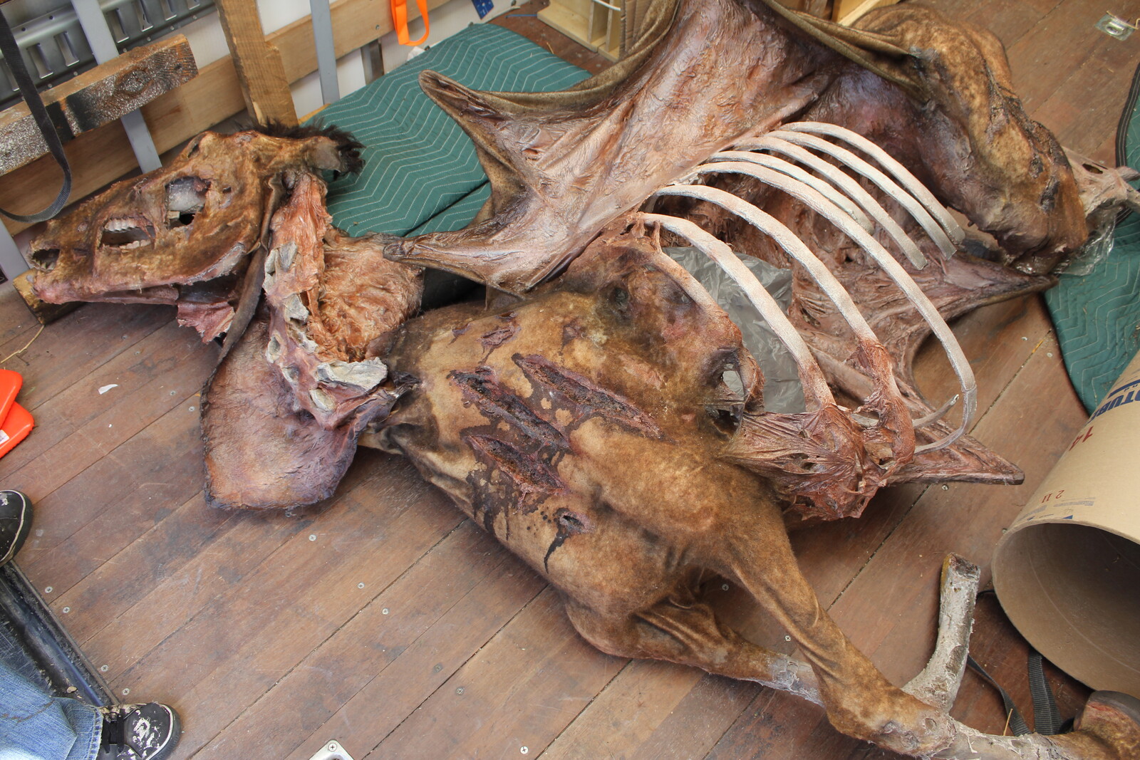 Horse Corpse Fabricated Prop