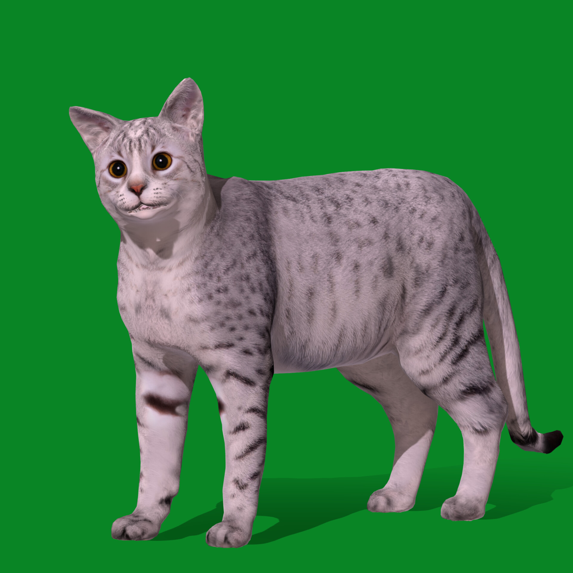 Egyptian Mau Cat Breed Egyptian Mau Domestic Cats 2025