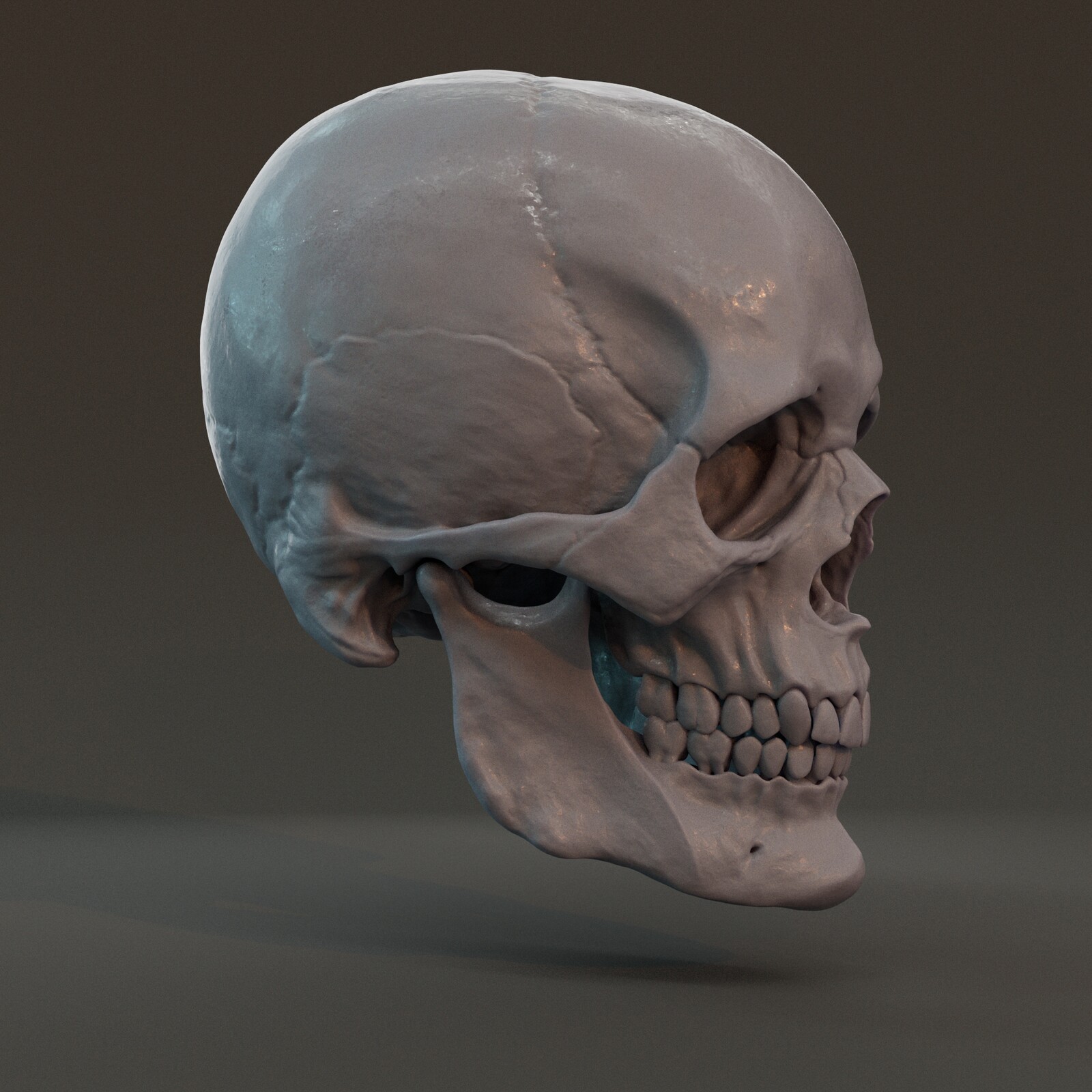 Male European skull, rendered in Arnold.
