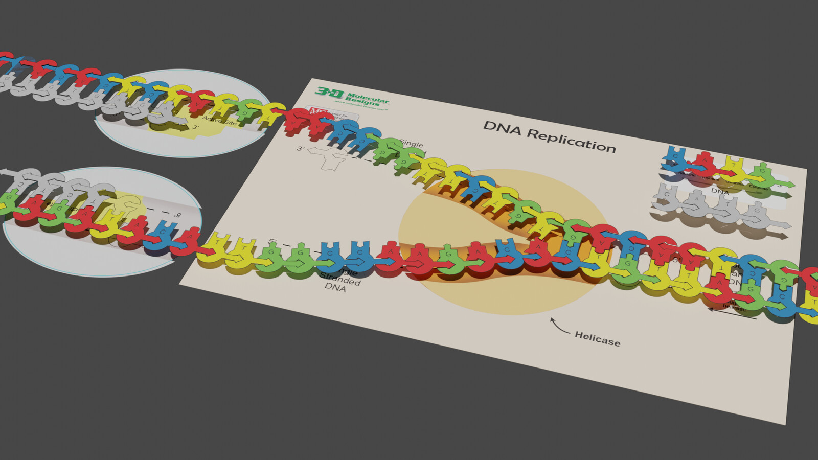 3DMD: FGIK (Flow of Genetic Information Kit) AR