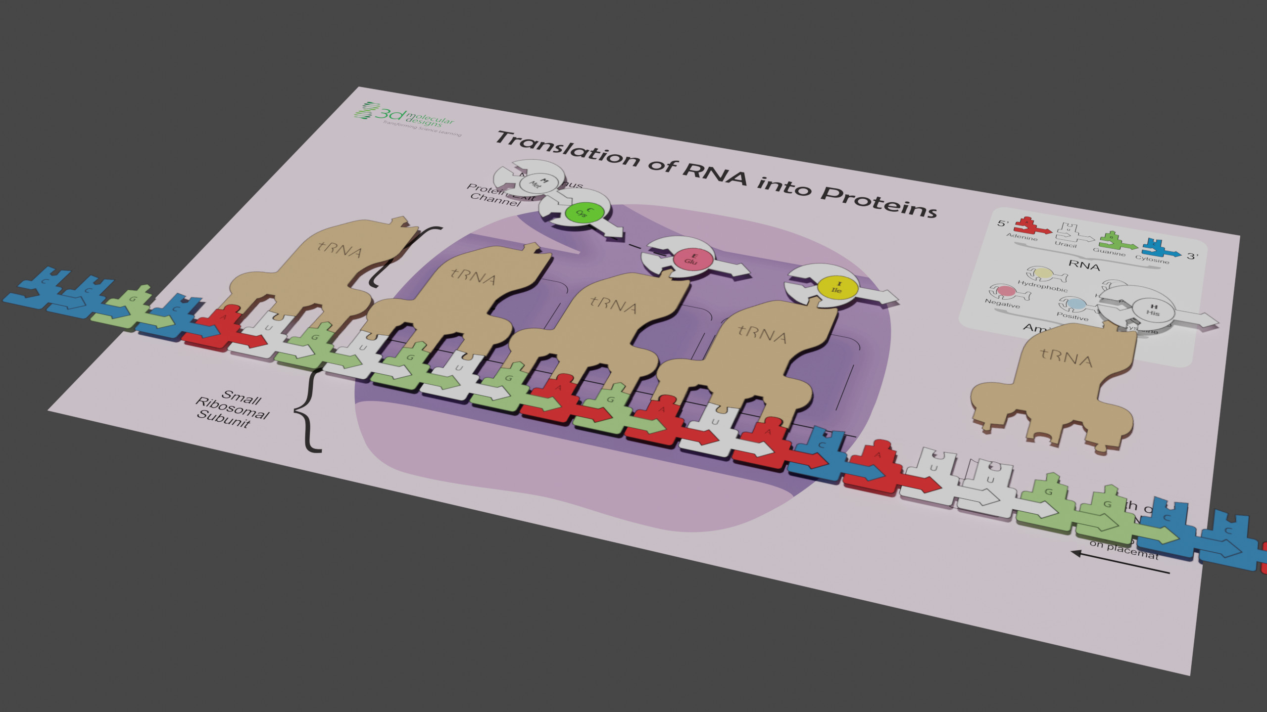 Transcription of RNA into Proteins