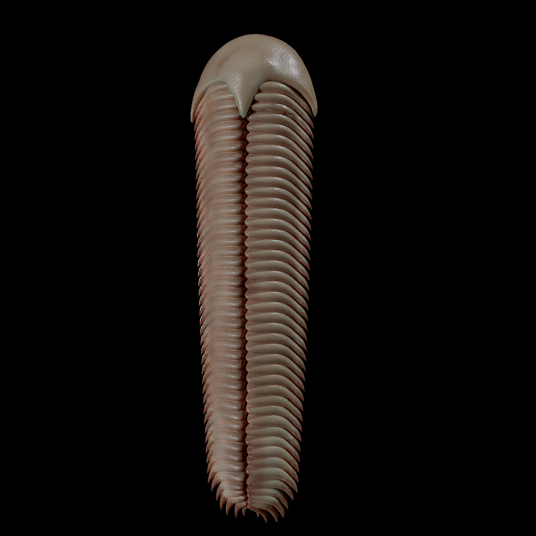 Spriggina