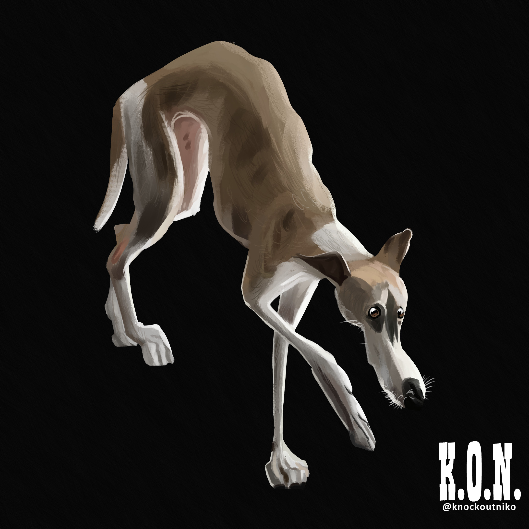 Whippet