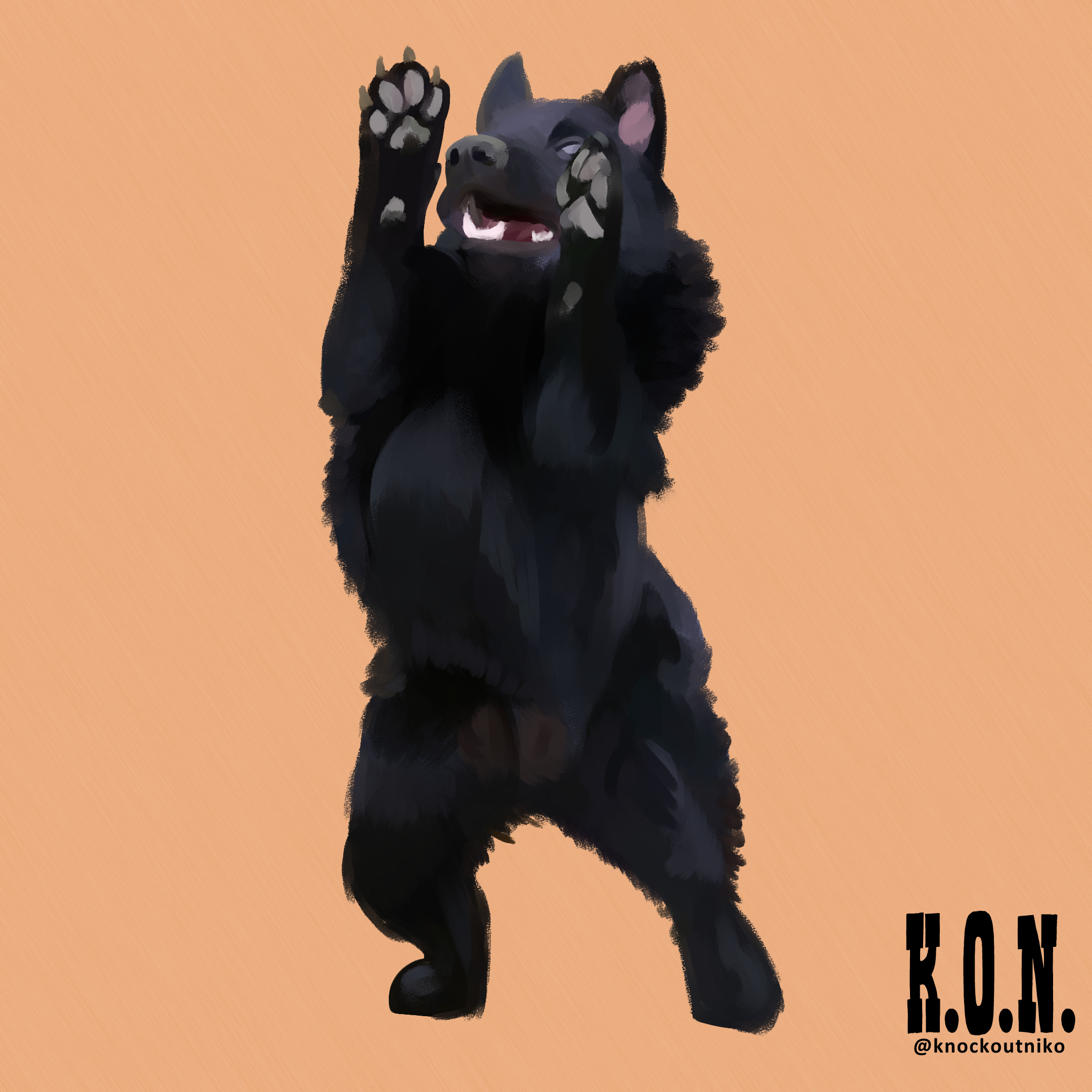 Schipperke