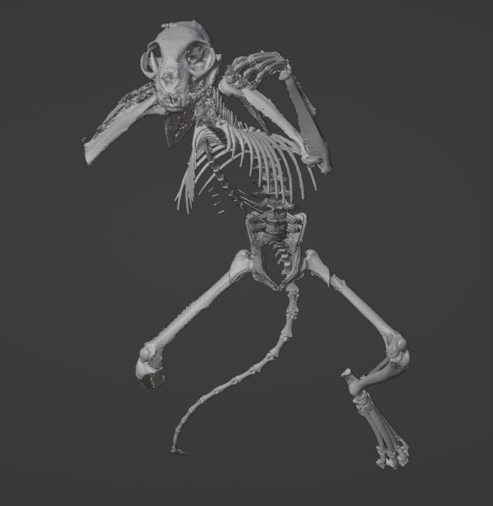 Here is the rest of the skeleton that I have also converted from DICOM to STL. I am not planning on sculpting the entire skeleton, I will most likely just end up splitting everything up, filling holes, and retopologizing. 