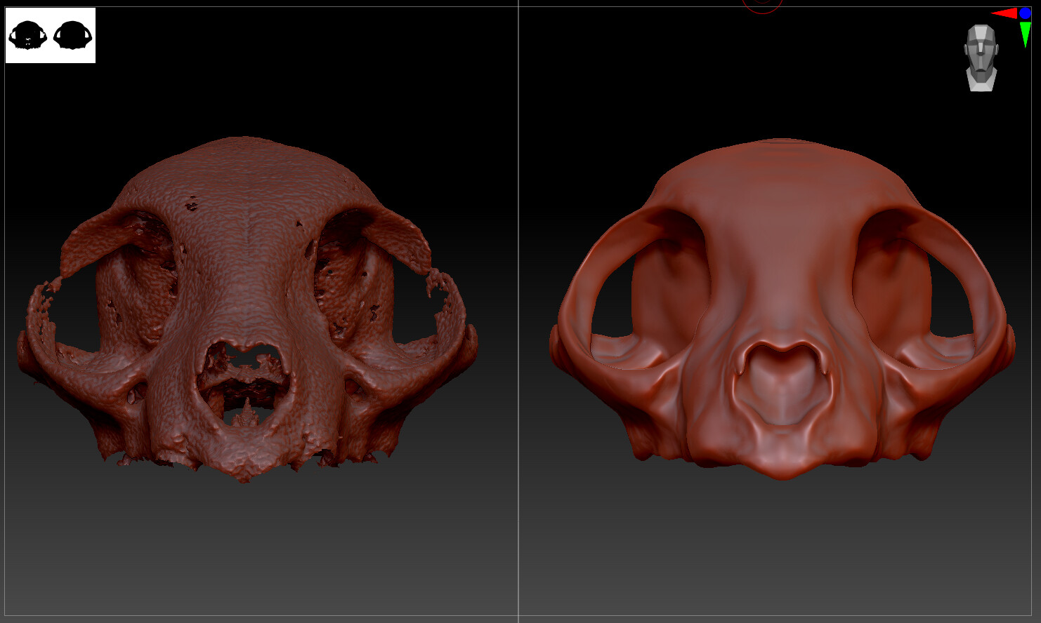 This is the current progress of my sculpt of a cat skull. Right now I have blocked out the main shapes and am in the process of refining everything. Once I have the top half mostly finished, I will make jaw bone and teeth. Sculpted in ZBrush.