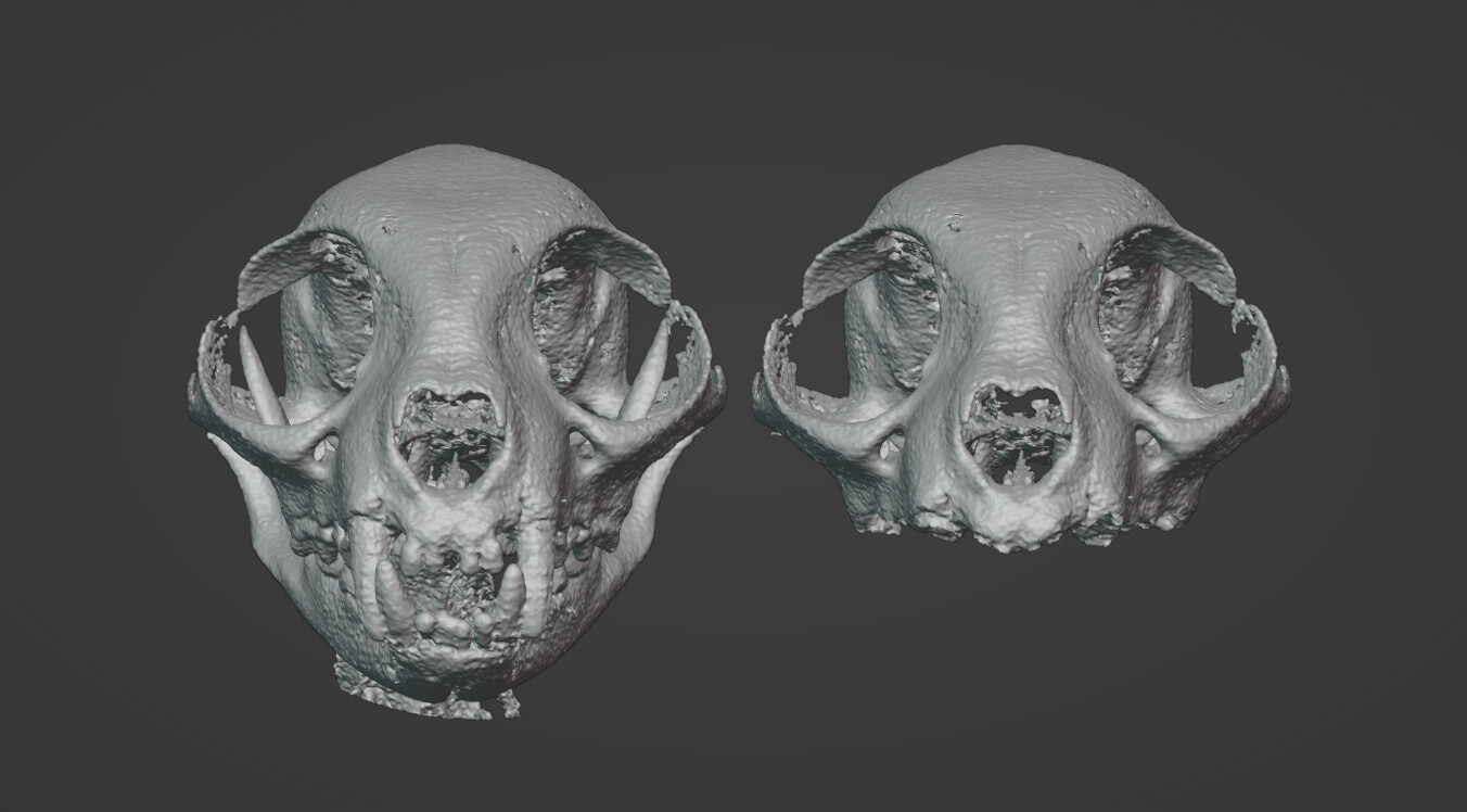 Here is an image of the skull I am using as reference. I started with some DICOM data from a CT scan of a cat. I converted it into an STL using InVesalius and cleaned it up in Blender.