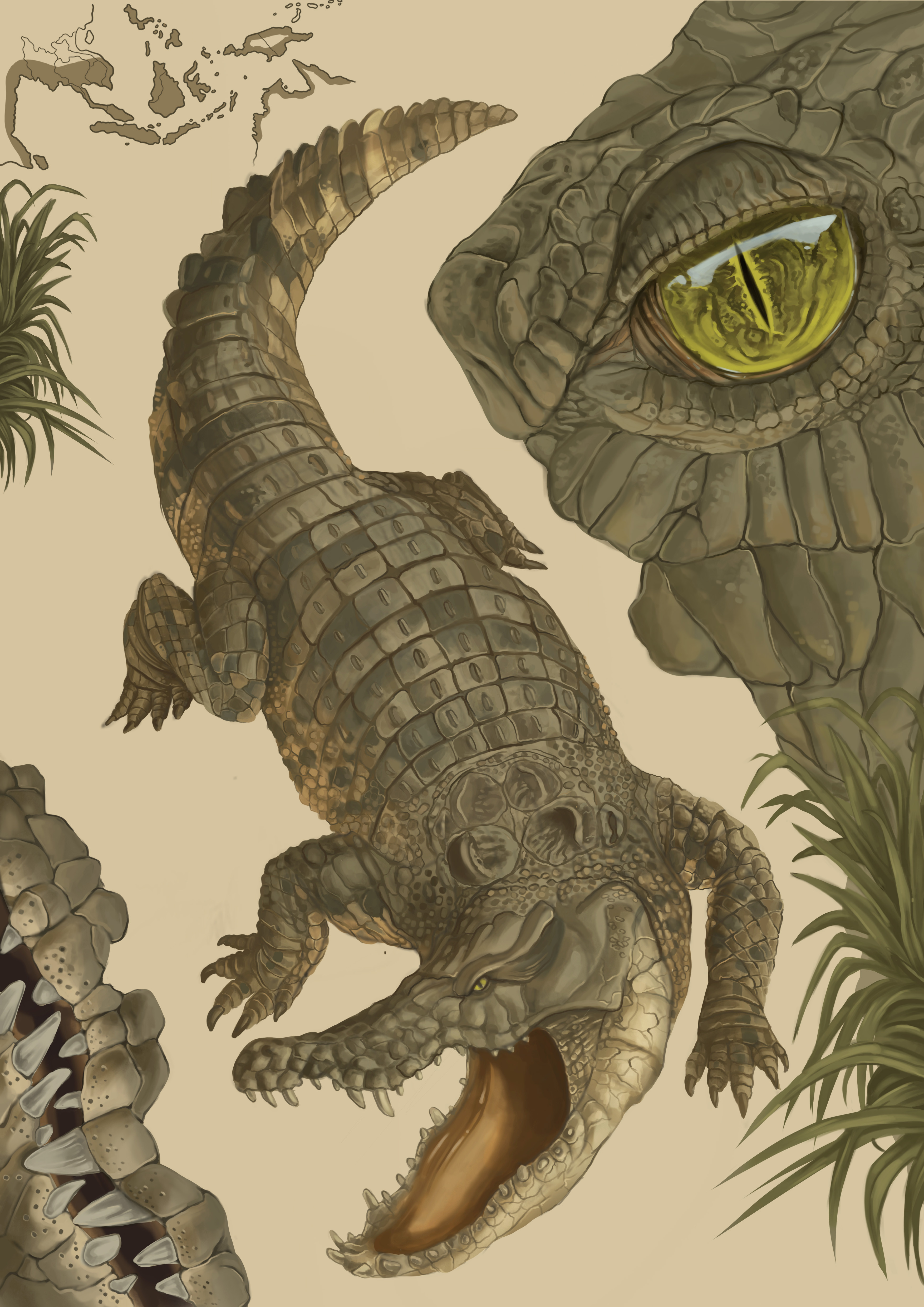 Scientific illustration of Saltwater crocodile