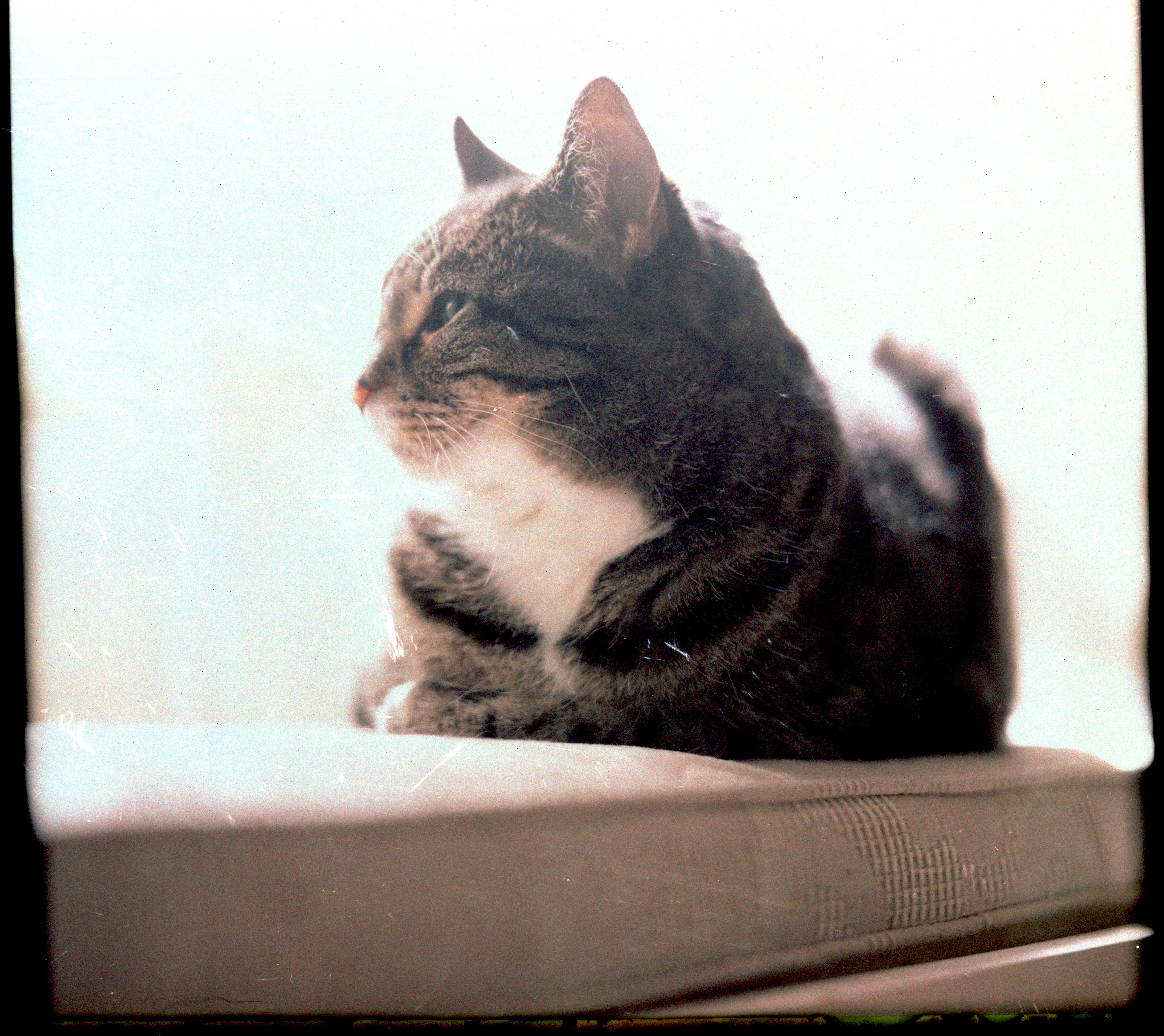 2022 - 6x7 120 - Fuji FP-100c Pack Film: Reclaimed Negative 