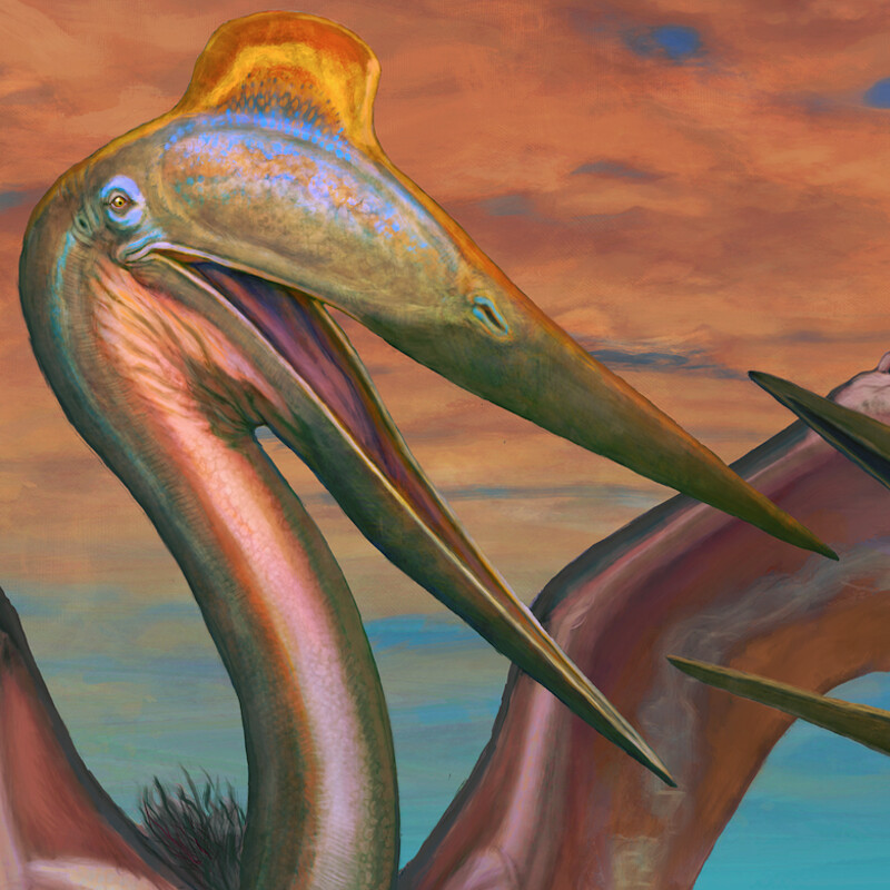 Scavenging Quetzalcoatlus (Texans arguing at a seafood buffet)