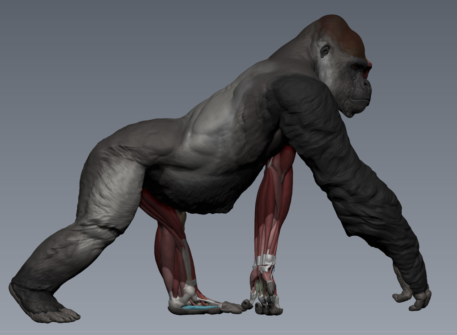 Evolutio - Western Lowland Gorilla Wip 