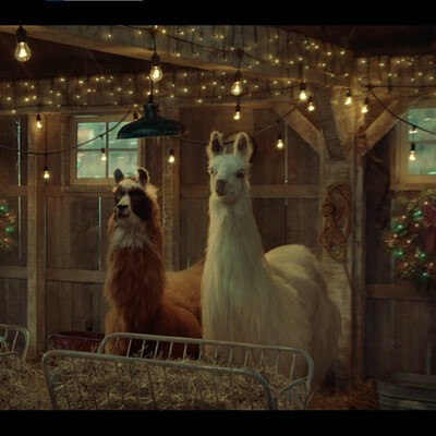 Amazon - Alpacas