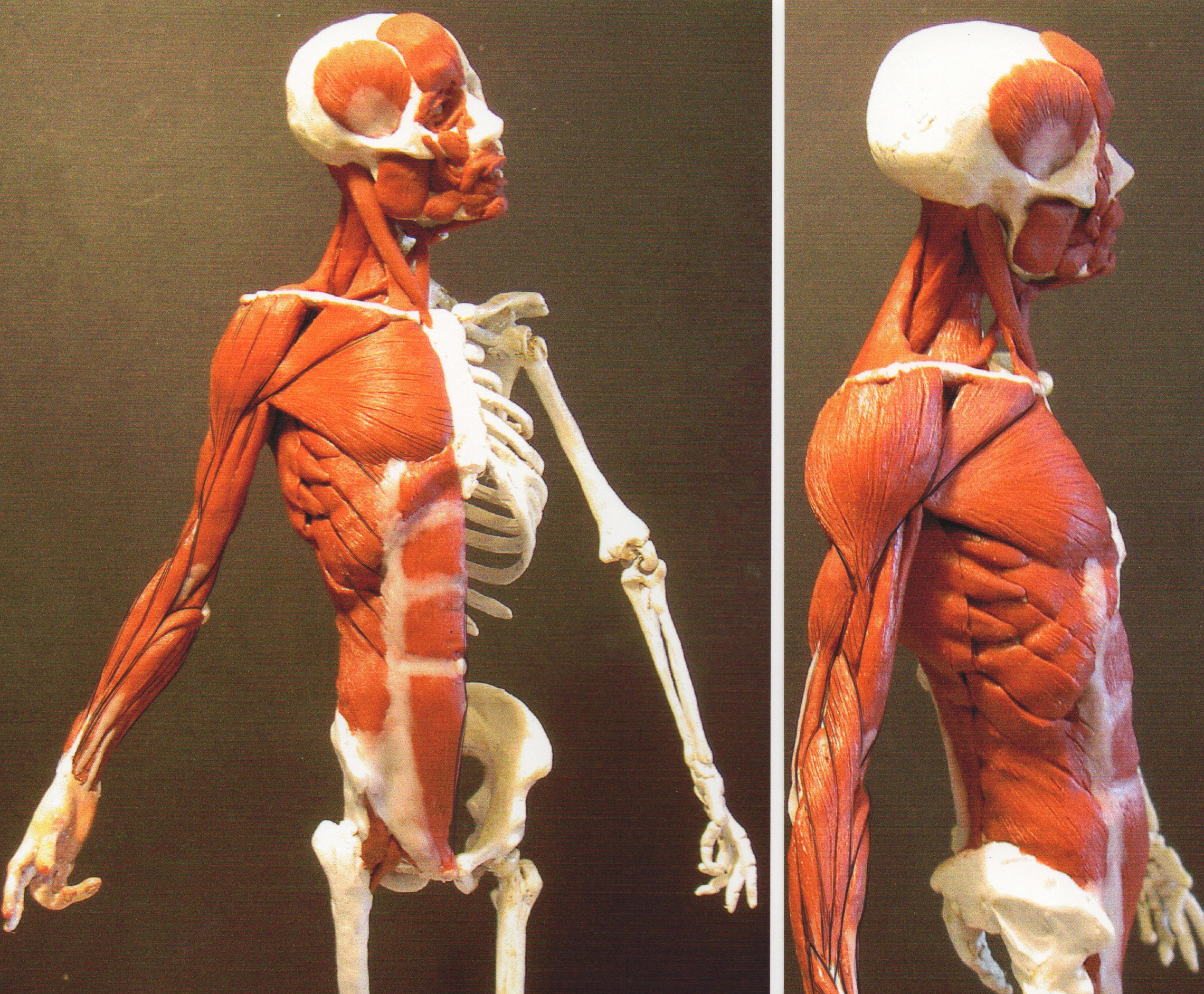 Ecorche' by Prof.Rey
