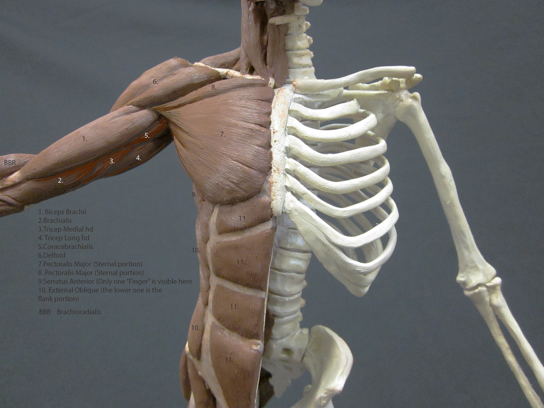 Disney student ecorche'