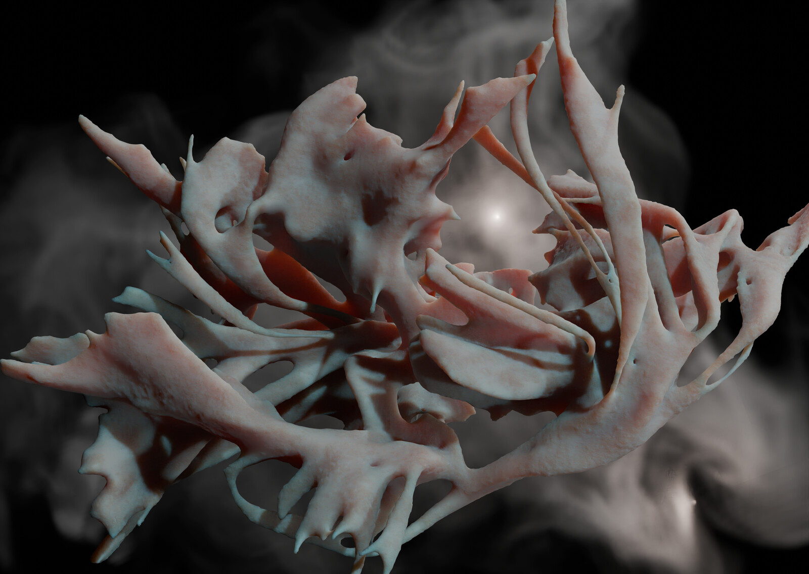 Anatomical Structure