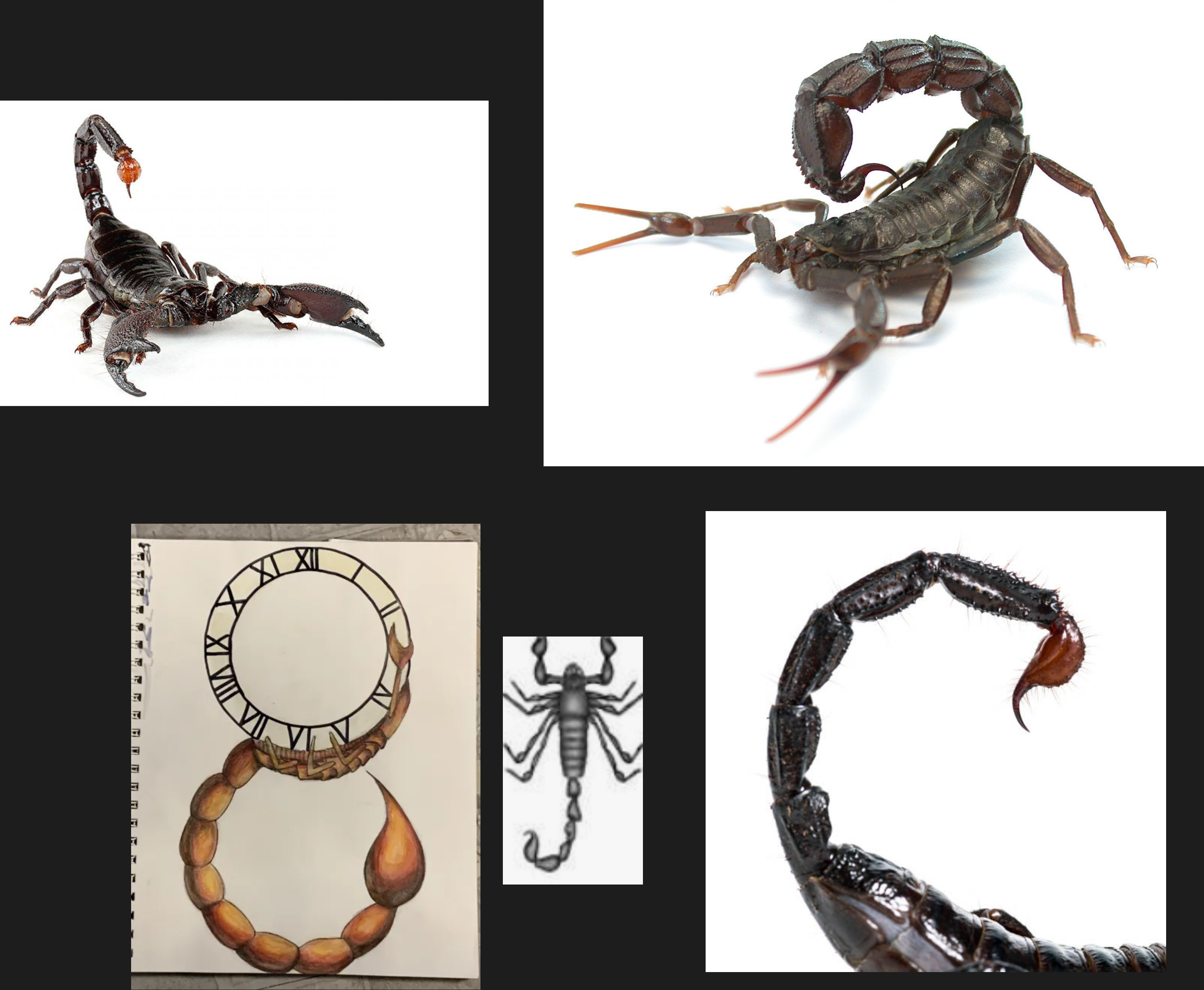 The provided concept and some images of a scorpion for reference