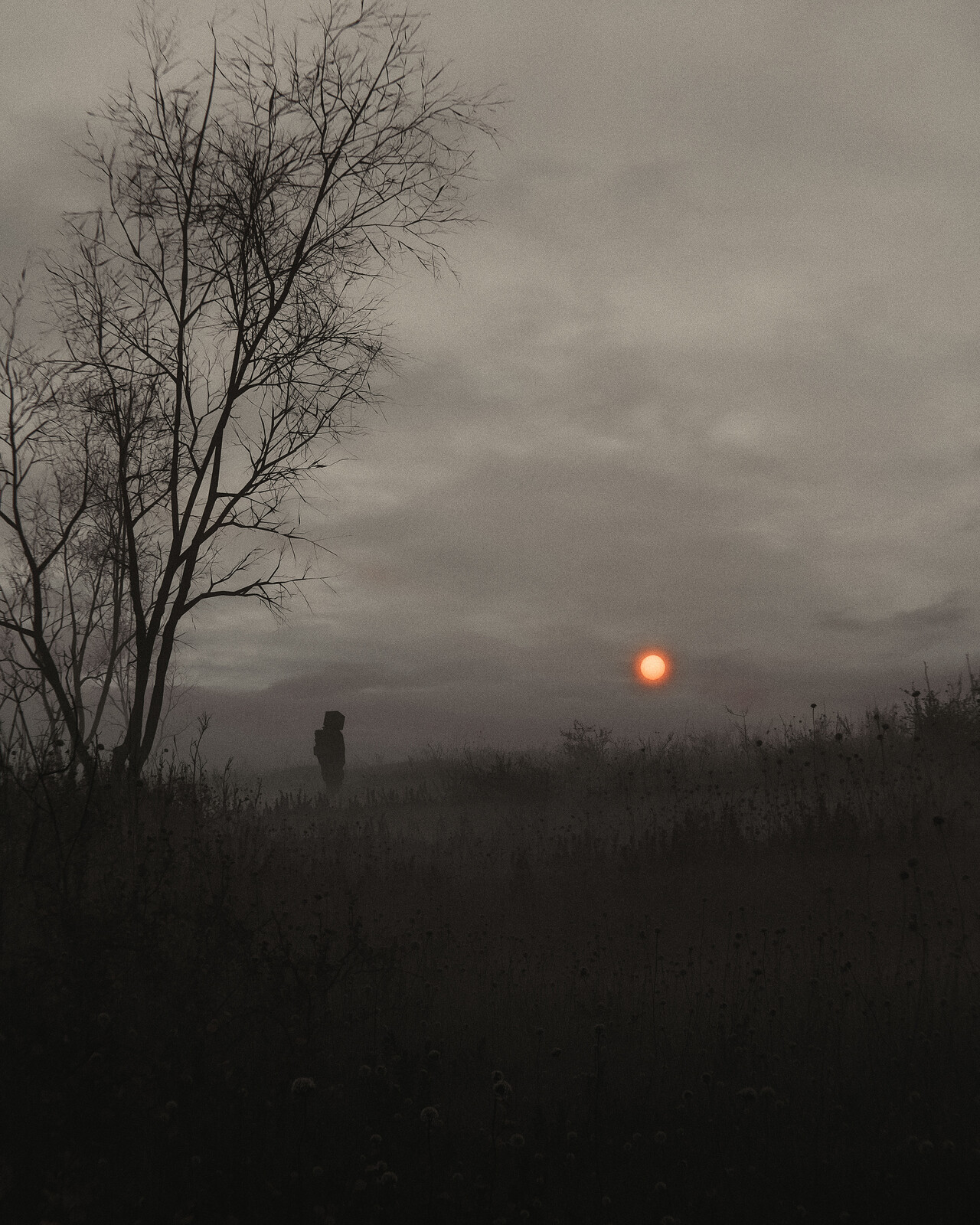 silent dawn