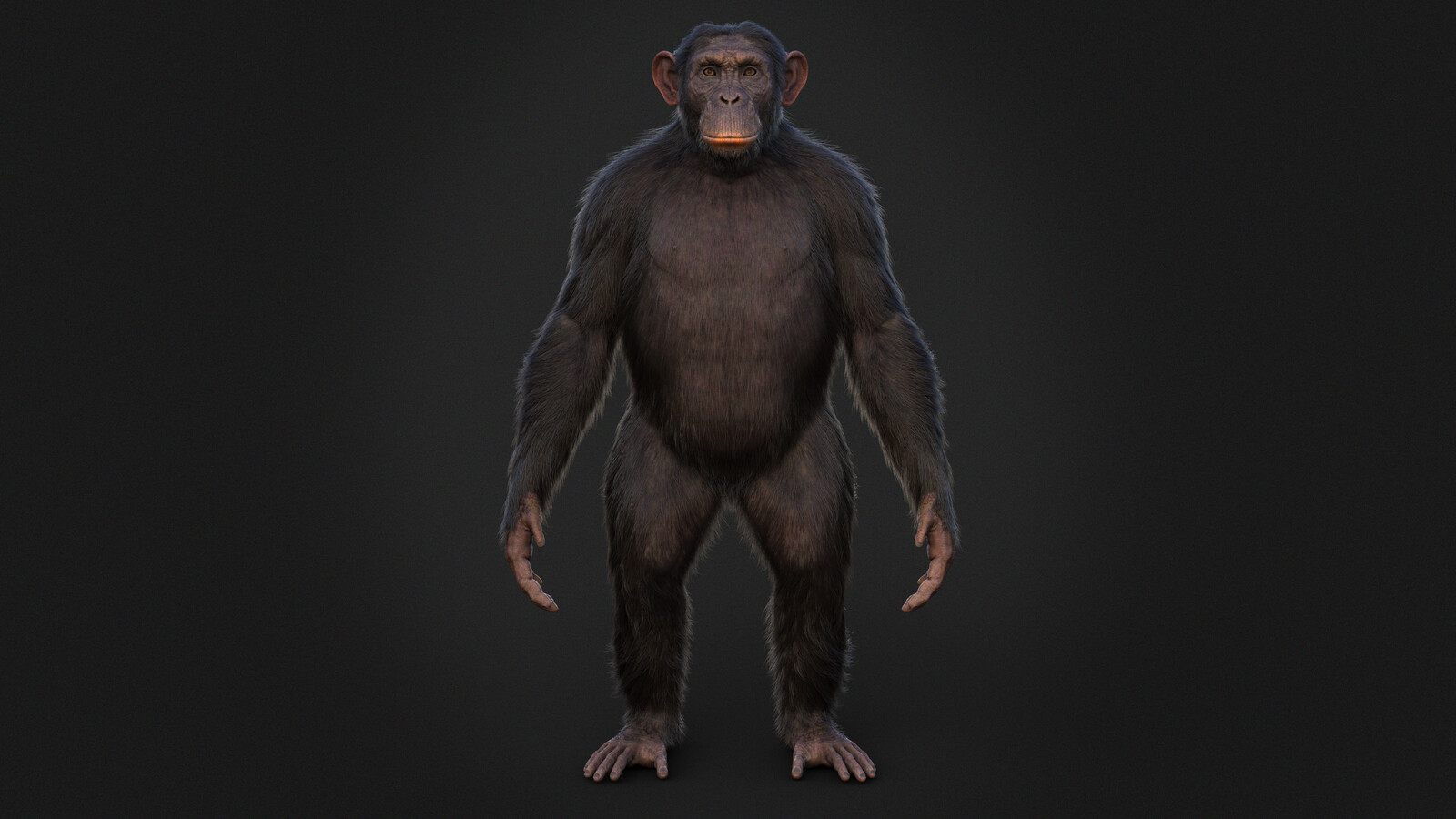 Chimpanzee
