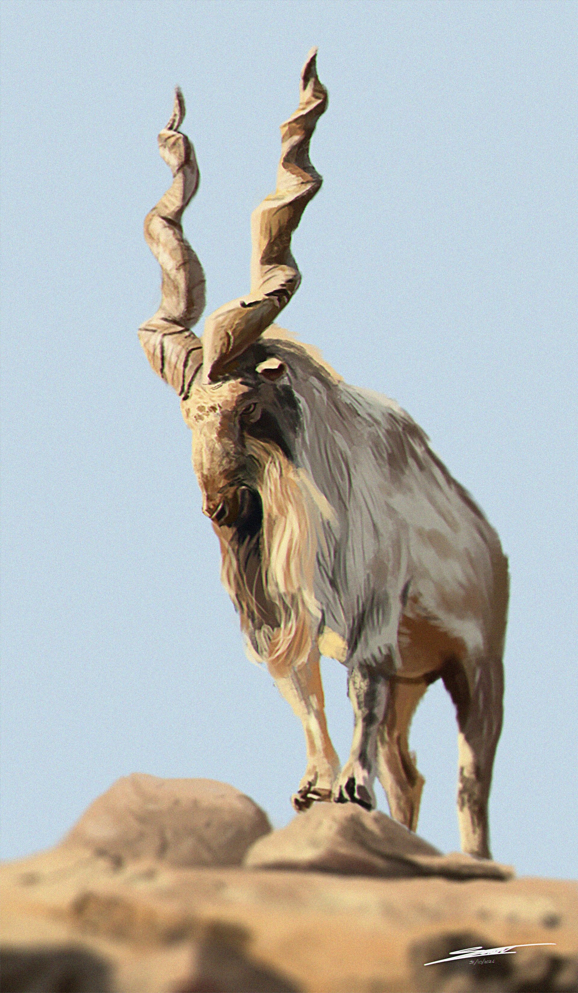 ArtStation - Markhor studies