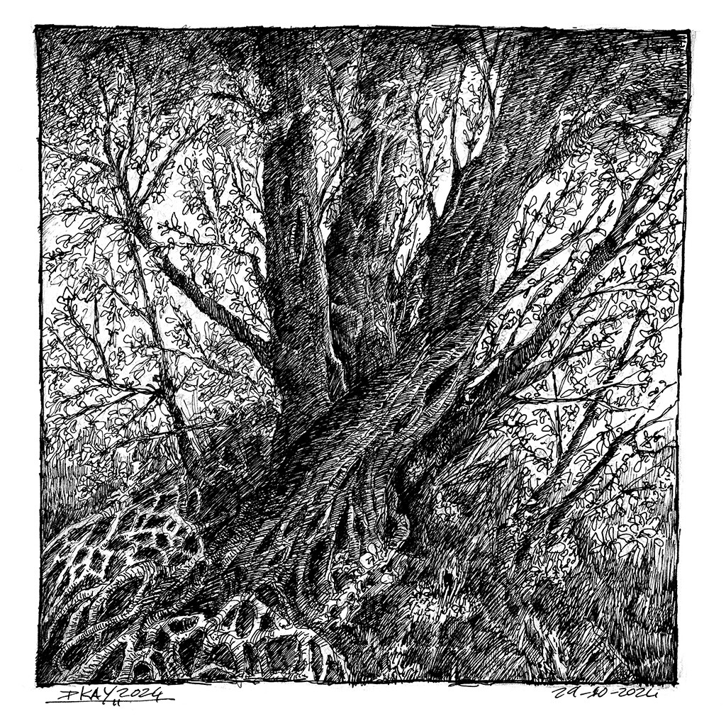 Tree 09-11-24