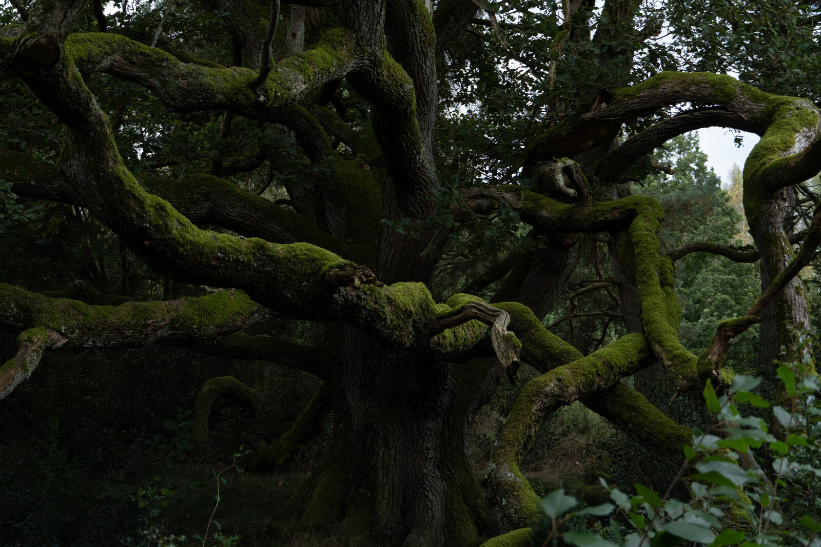Nature