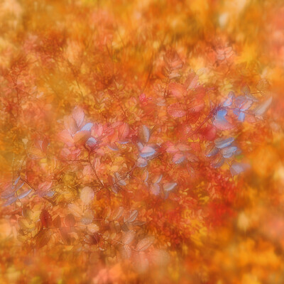 Autumn composition with blue notes
