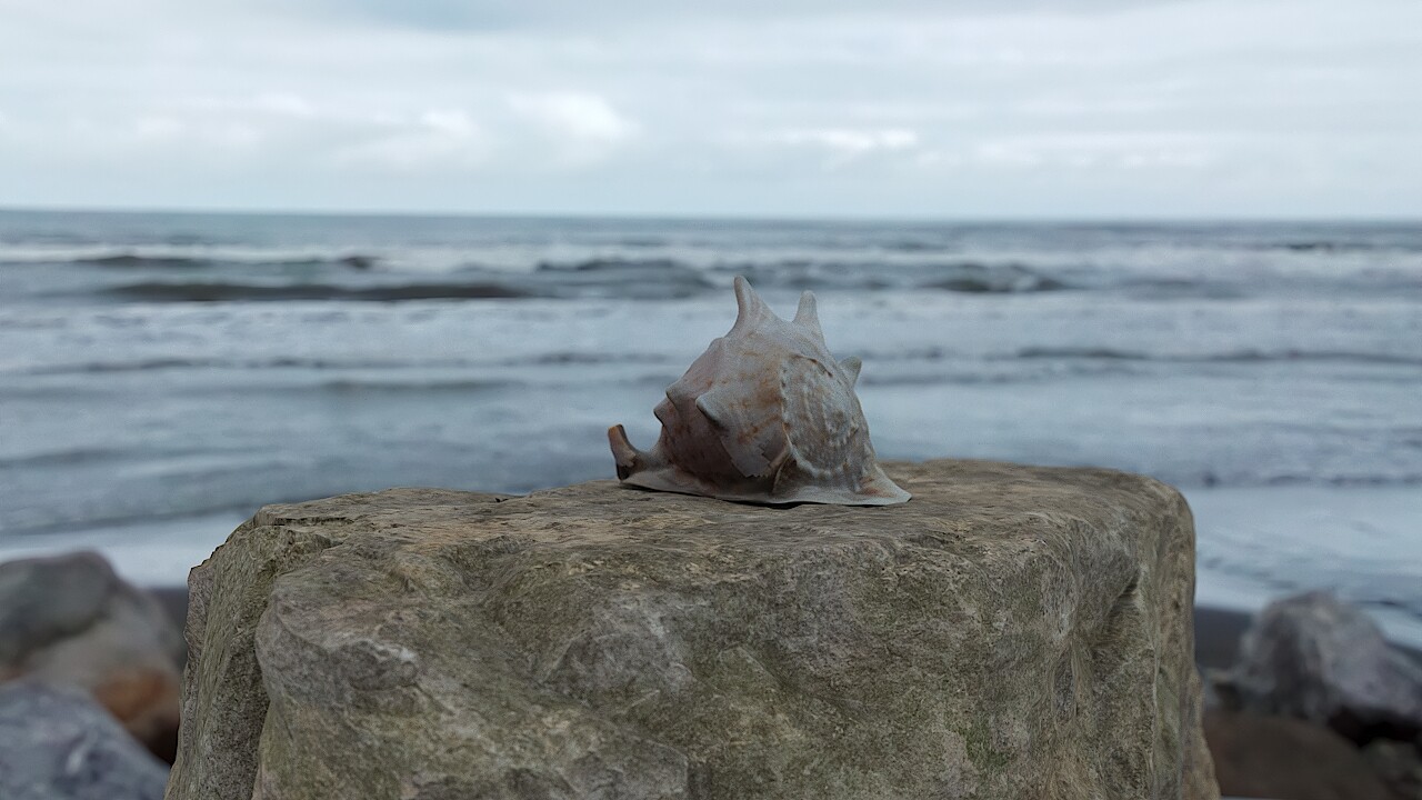 ArtStation - Seashell Scene