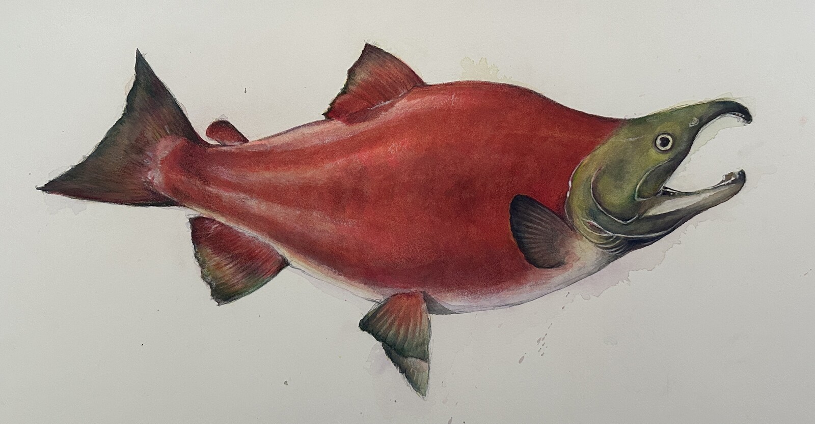 Full View of the sockeye salmon illustration