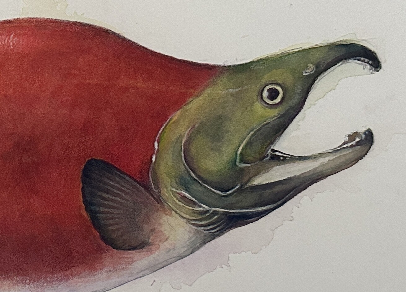 Cropped View of the sockeye salmon illustration
