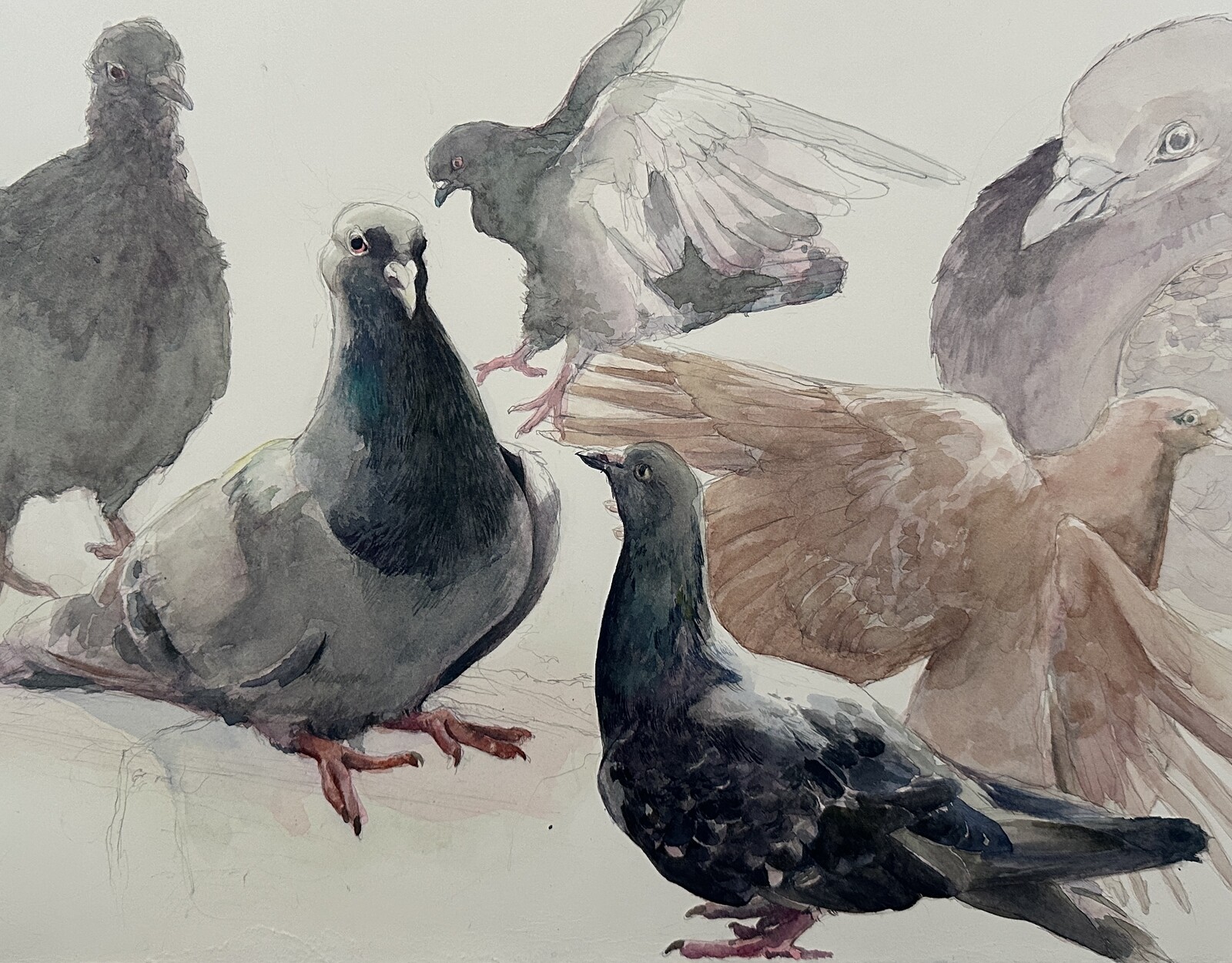 A Cropped View of some watercolor pigeons in varying poses