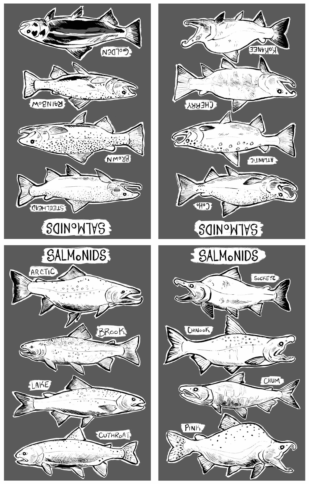 Digital file of Foldable Salmonid Zine.