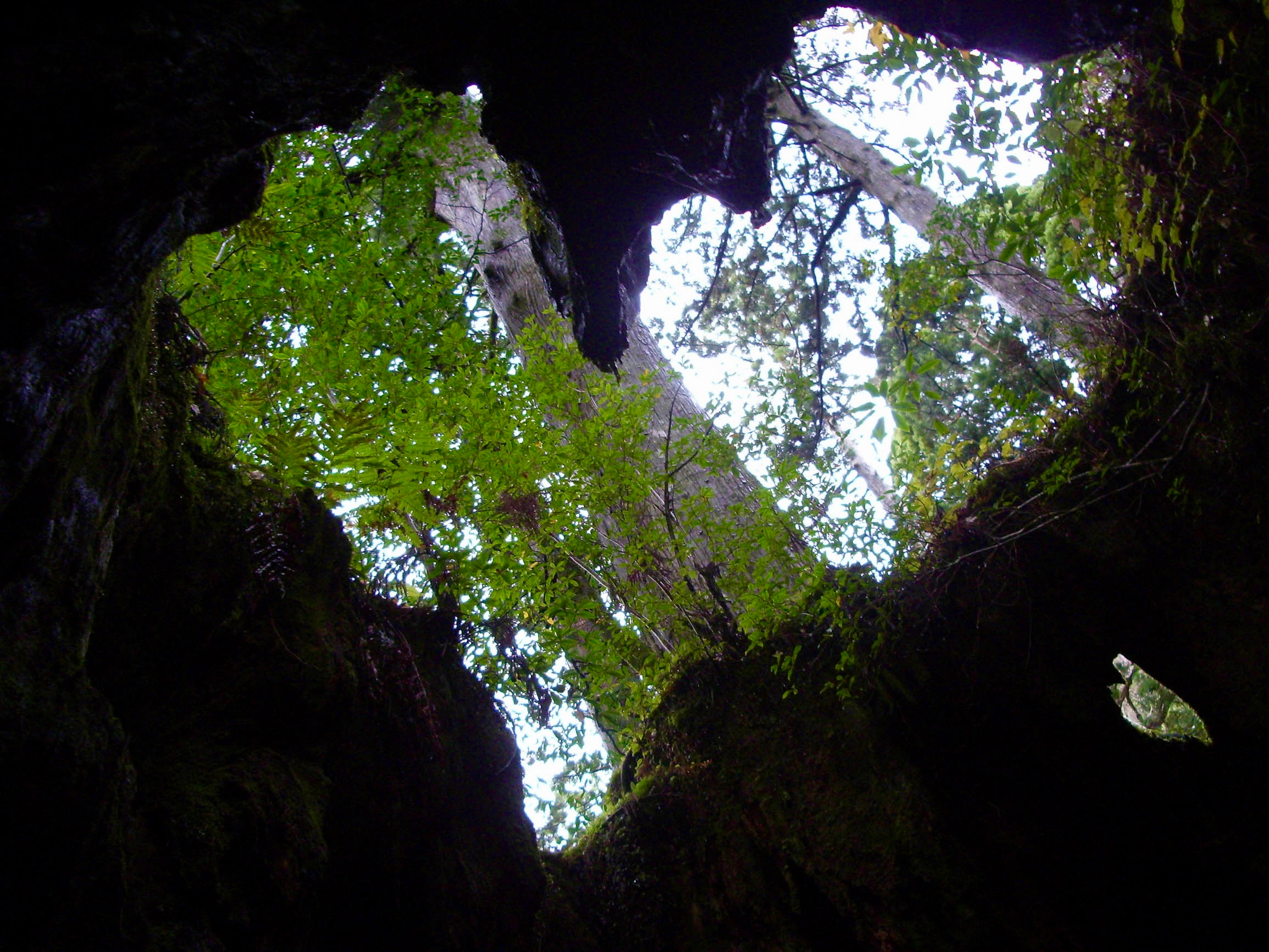 Wilson’s Stump