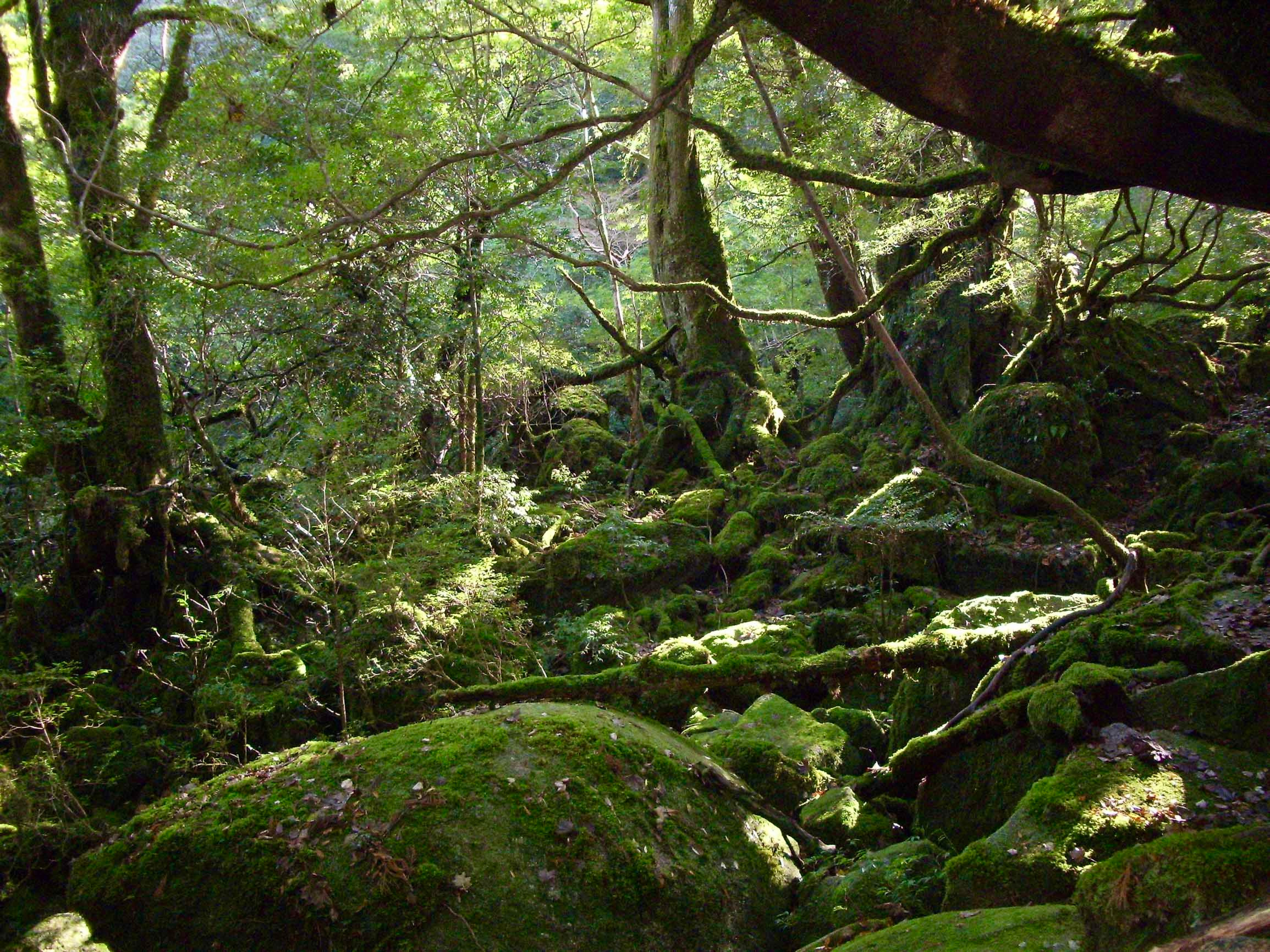 Mononoke Hime no Mori