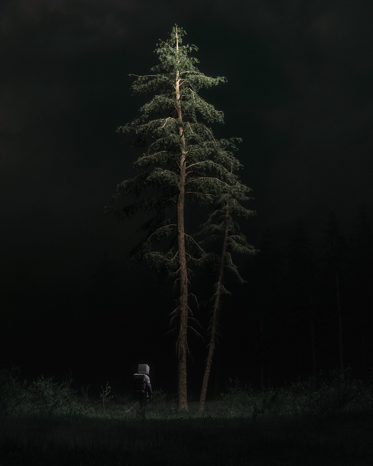 pines of serenity