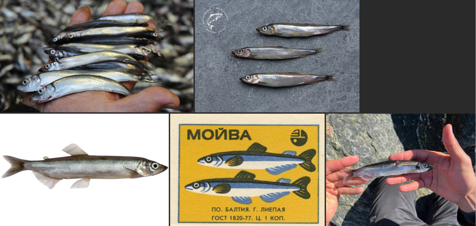 Reference images