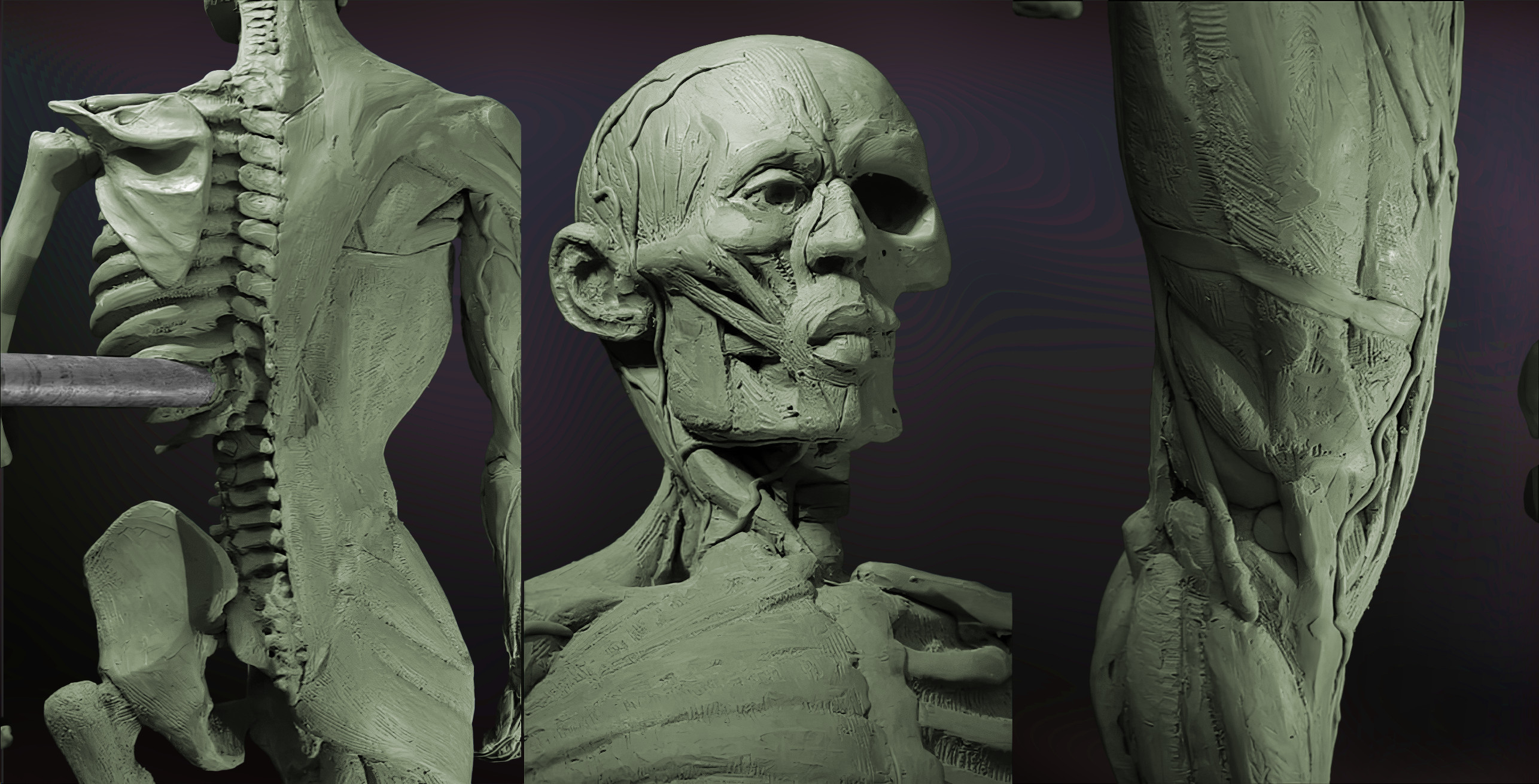 "Ecorche: Male" Closeup