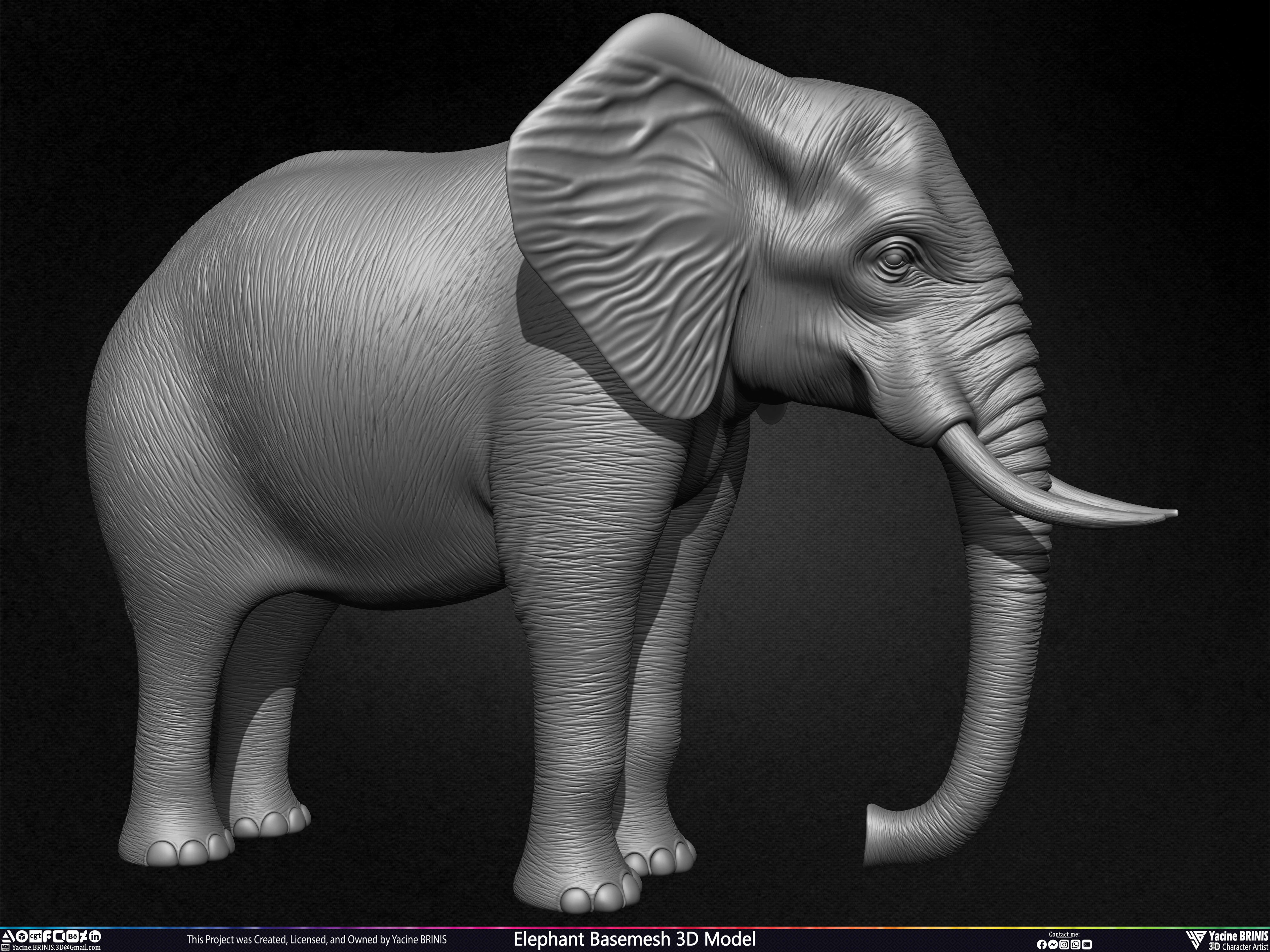 Elephant Basemesh 3D Model Animal Sculpted by Yacine BRINIS Set 003