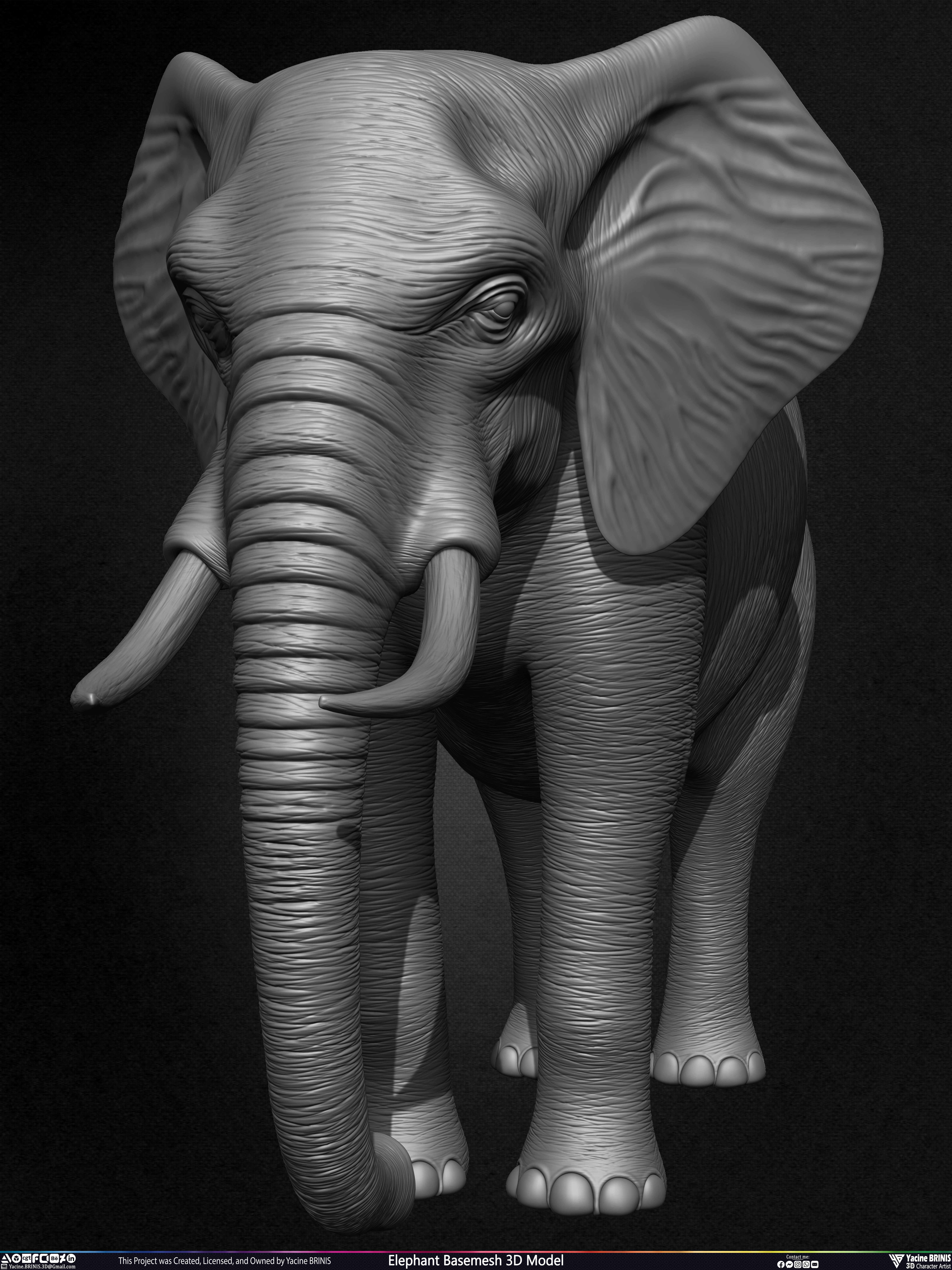 Elephant Basemesh 3D Model Animal Sculpted by Yacine BRINIS Set 010