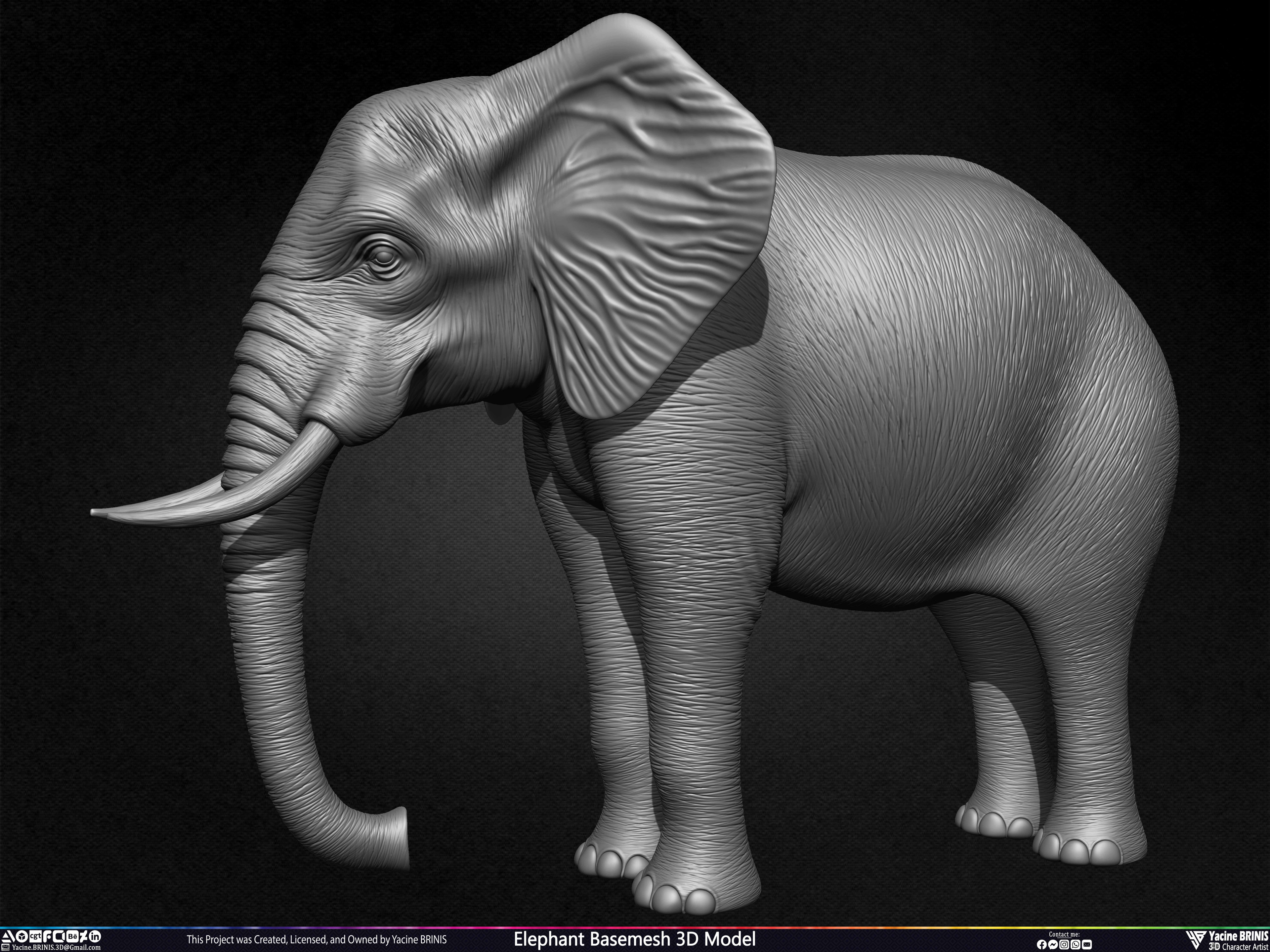 Elephant Basemesh 3D Model Animal Sculpted by Yacine BRINIS Set 014