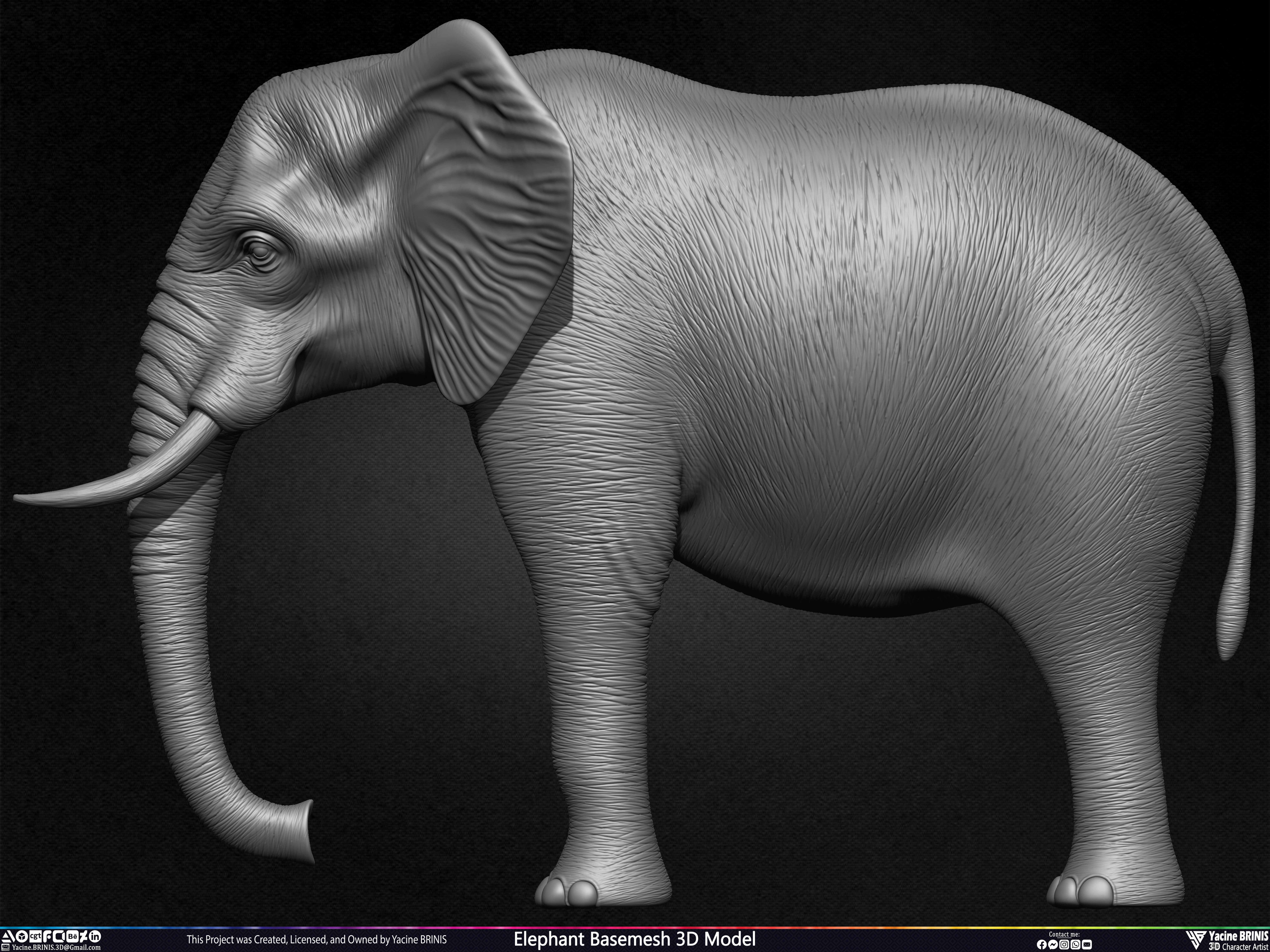 Elephant Basemesh 3D Model Animal Sculpted by Yacine BRINIS Set 015