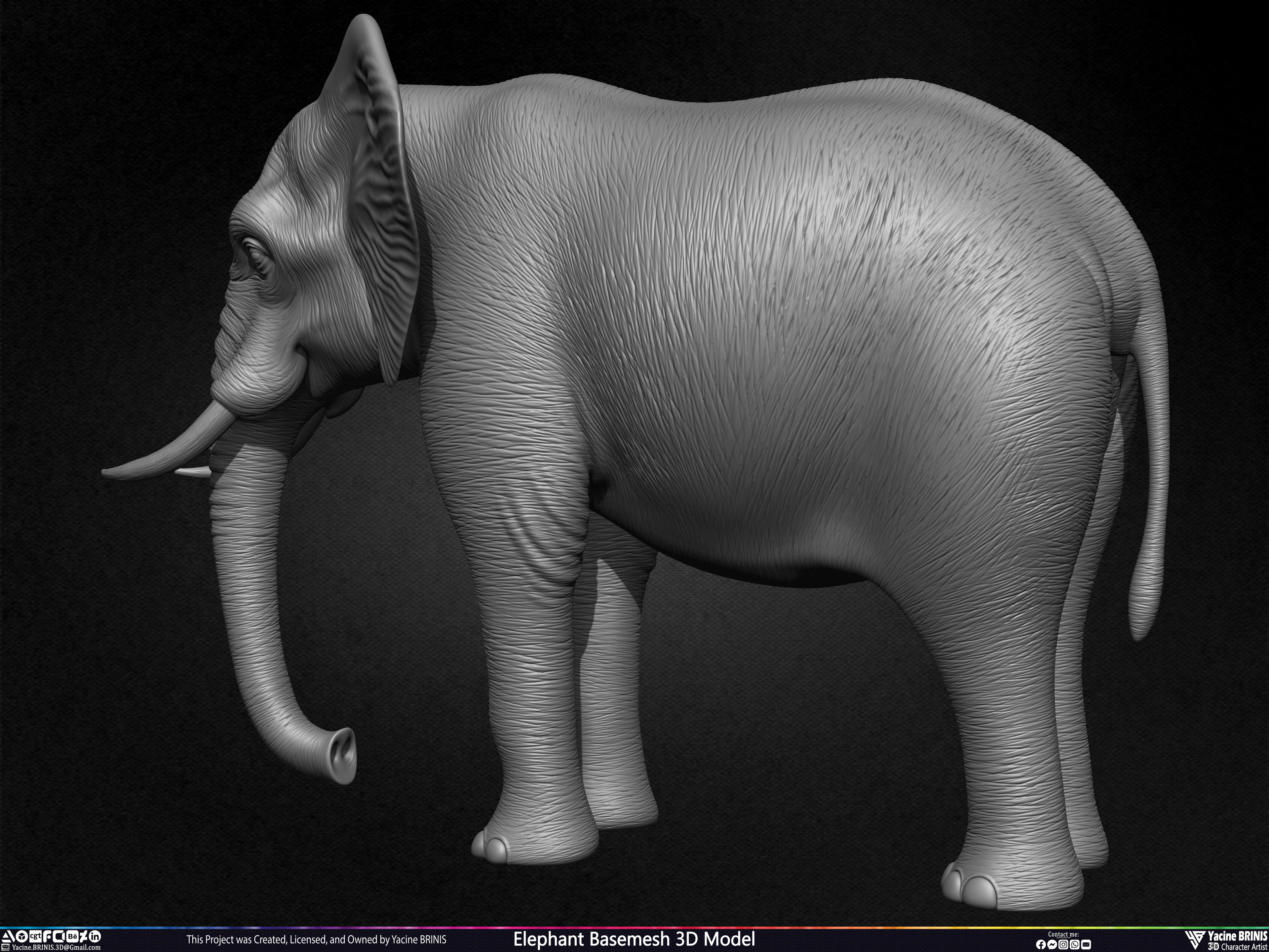 Elephant Basemesh 3D Model Animal Sculpted by Yacine BRINIS Set 016