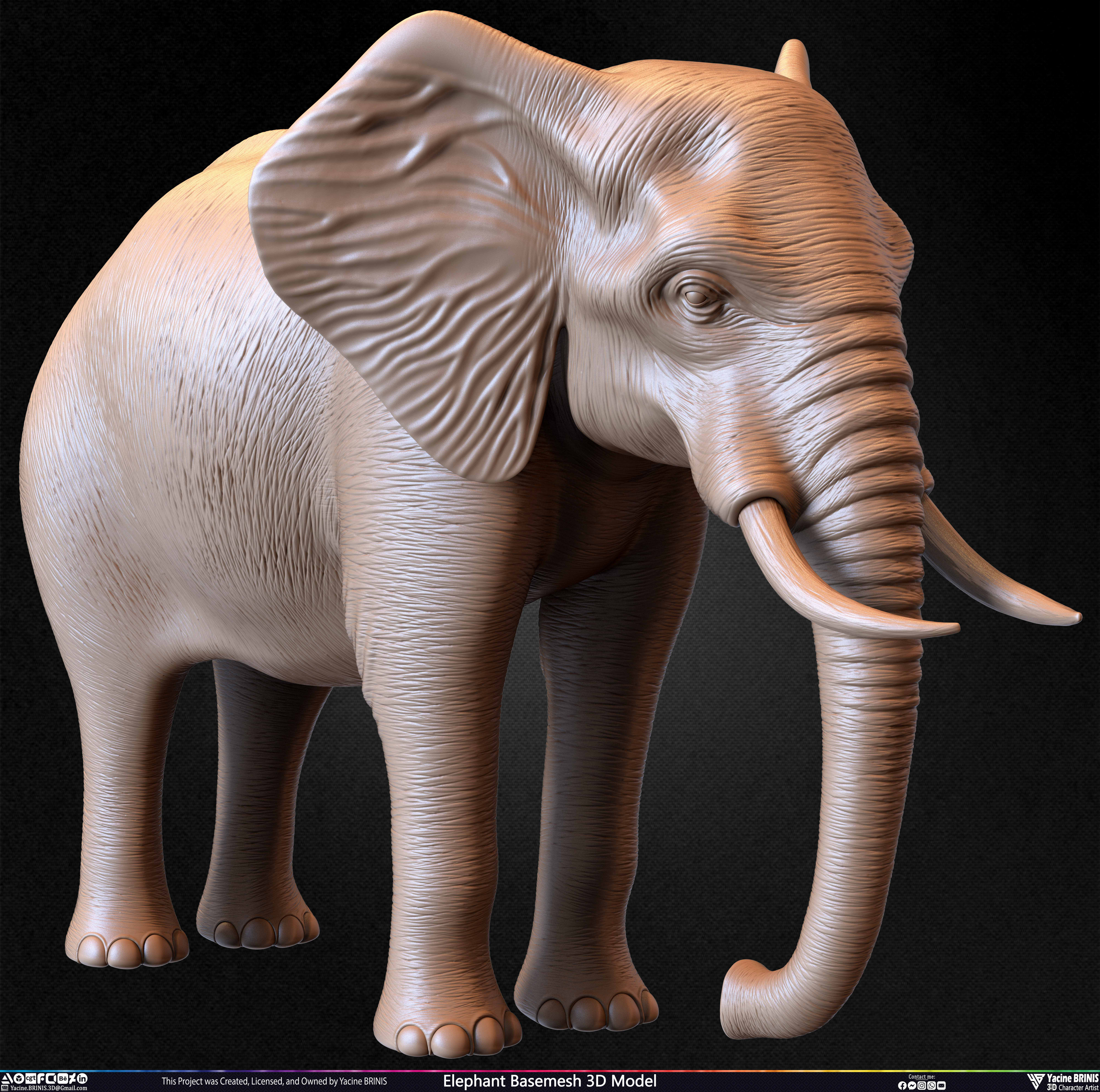 Elephant Basemesh 3D Model Animal Sculpted by Yacine BRINIS Set 025