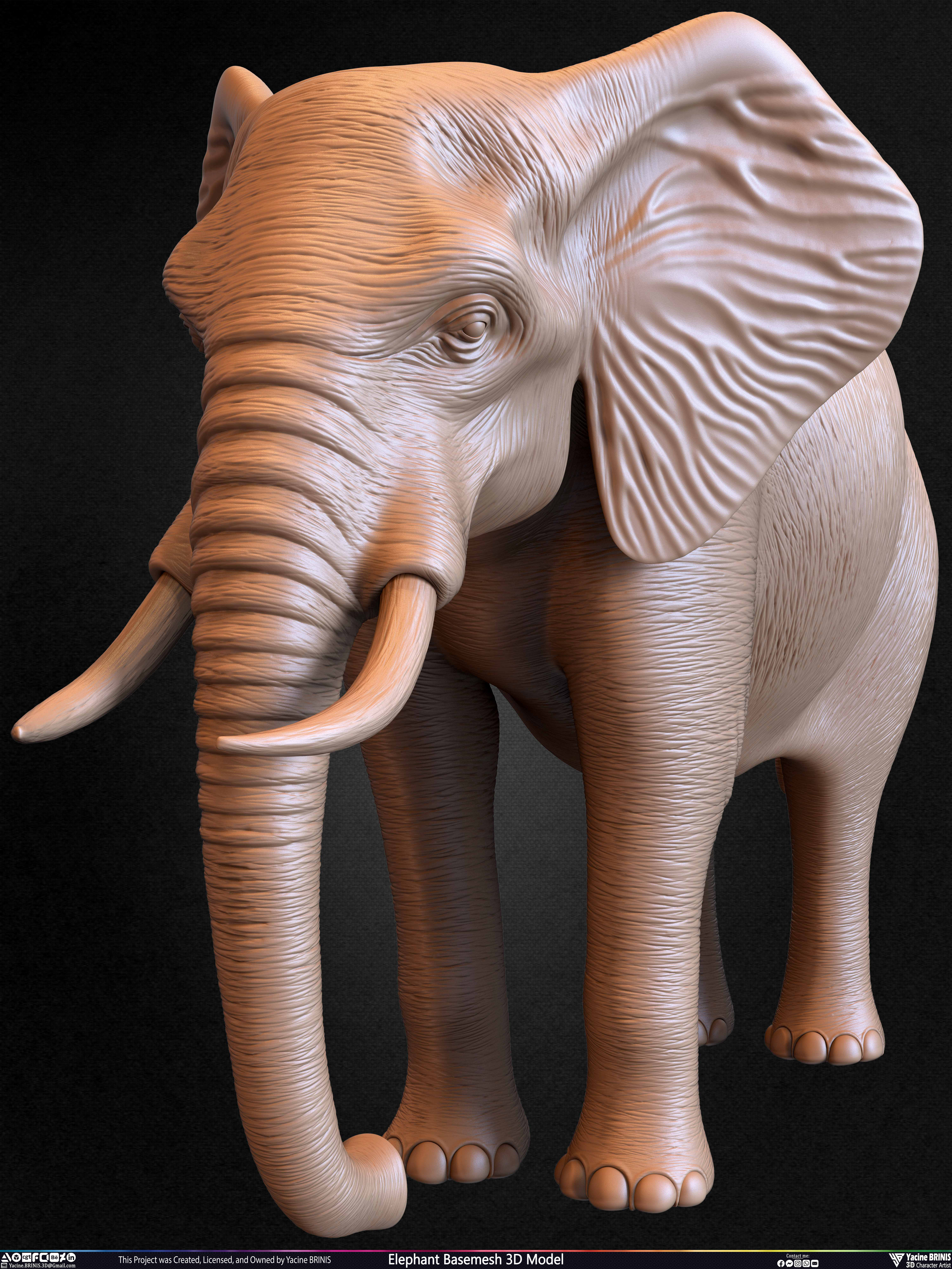 Elephant Basemesh 3D Model Animal Sculpted by Yacine BRINIS Set 030