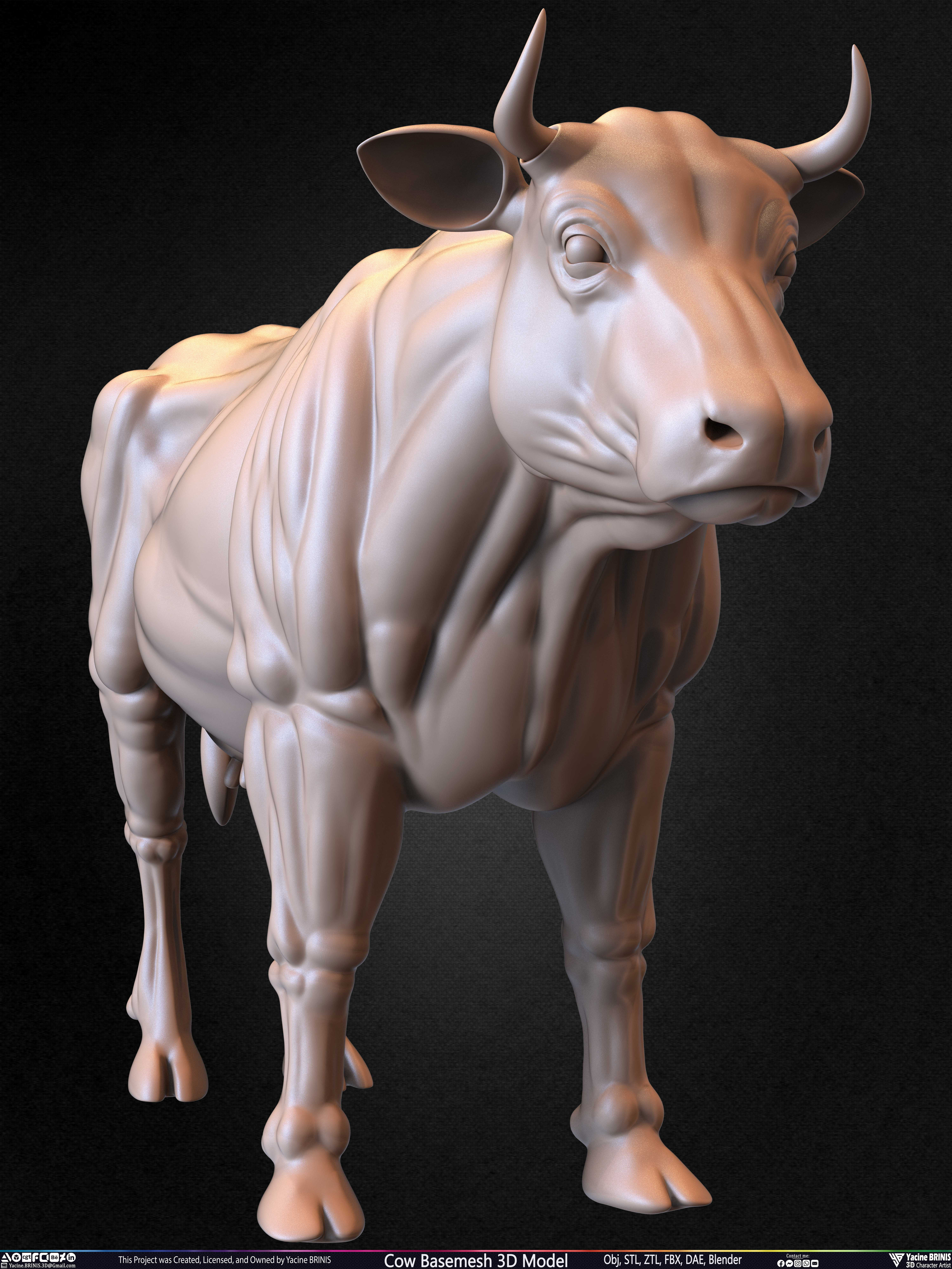 Cow Basemesh 3D Model Sculpted By Yacine BRINIS Set 014