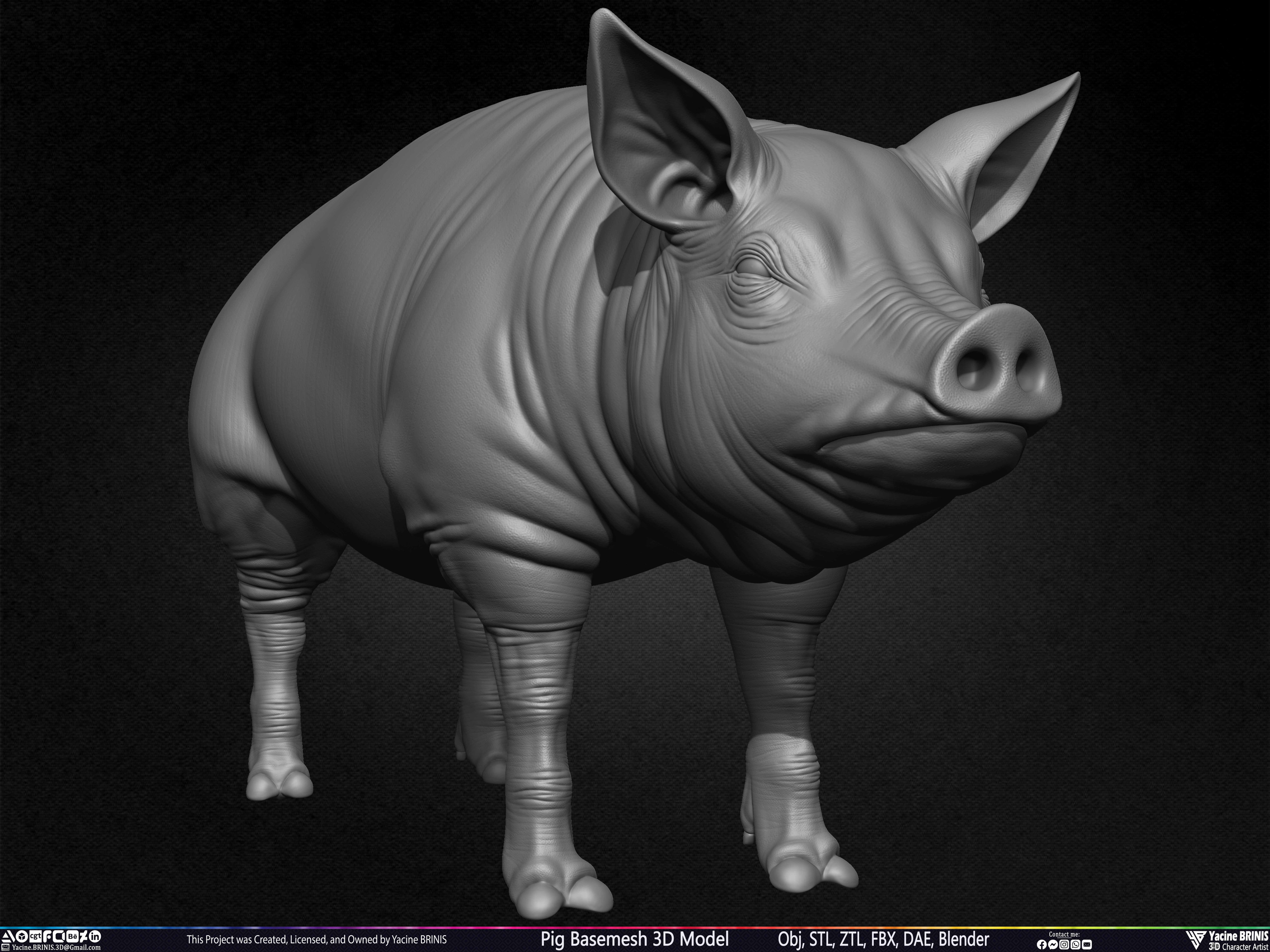 Pig Basemesh 3D Model Sculpted by Yacine BRINIS Set 001