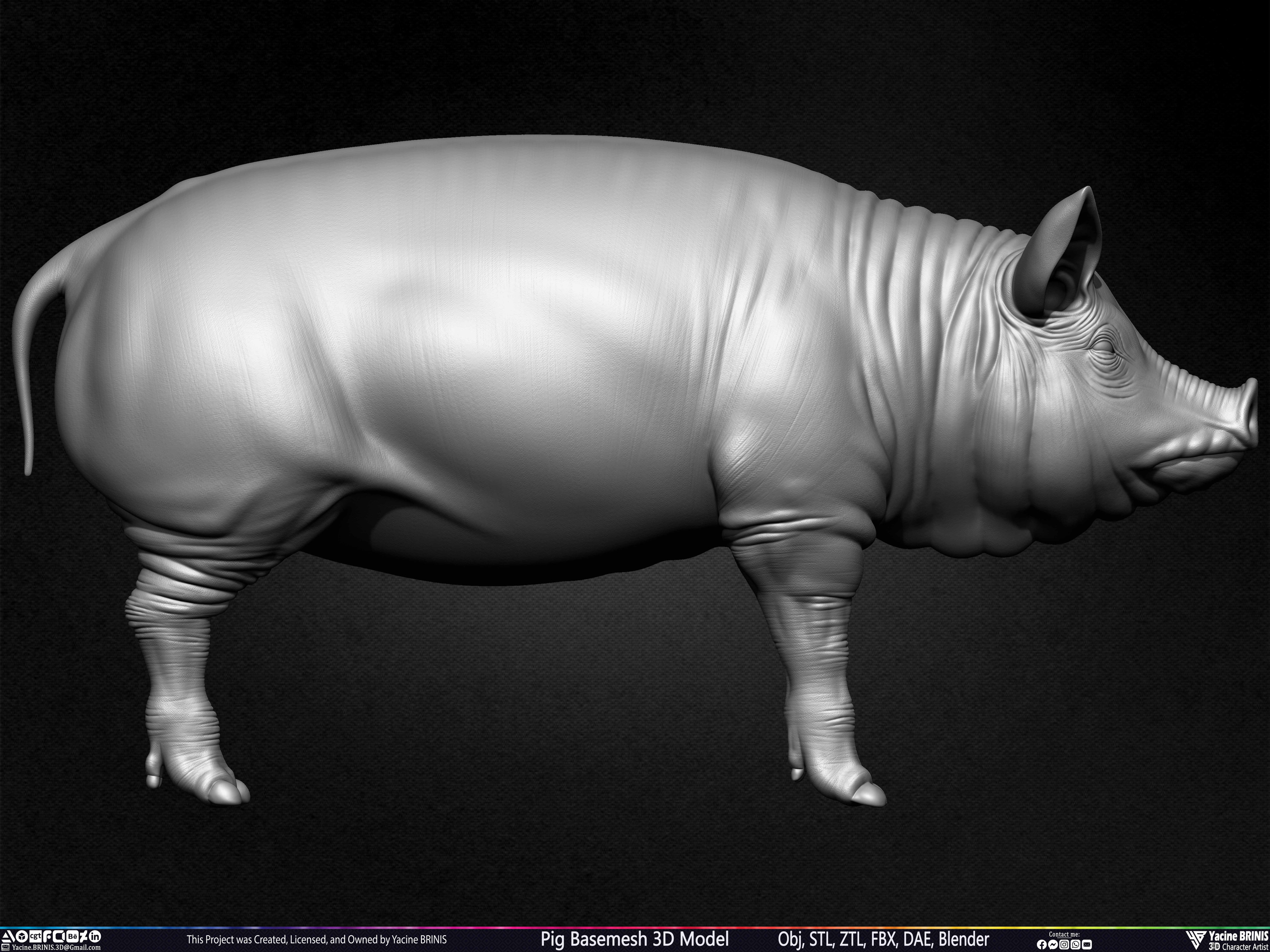 Pig Basemesh 3D Model Sculpted by Yacine BRINIS Set 002