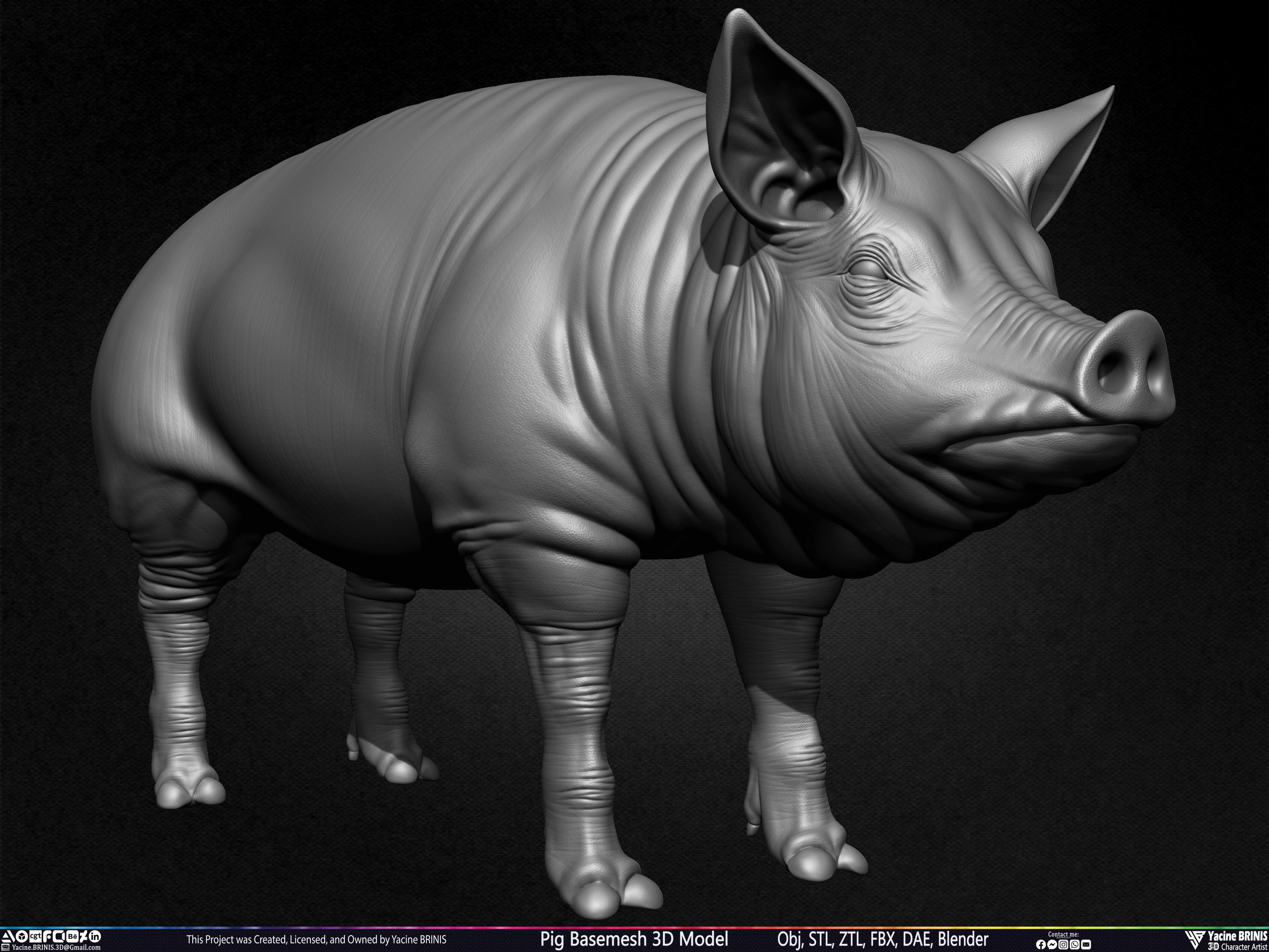 Pig Basemesh 3D Model Sculpted by Yacine BRINIS Set 005
