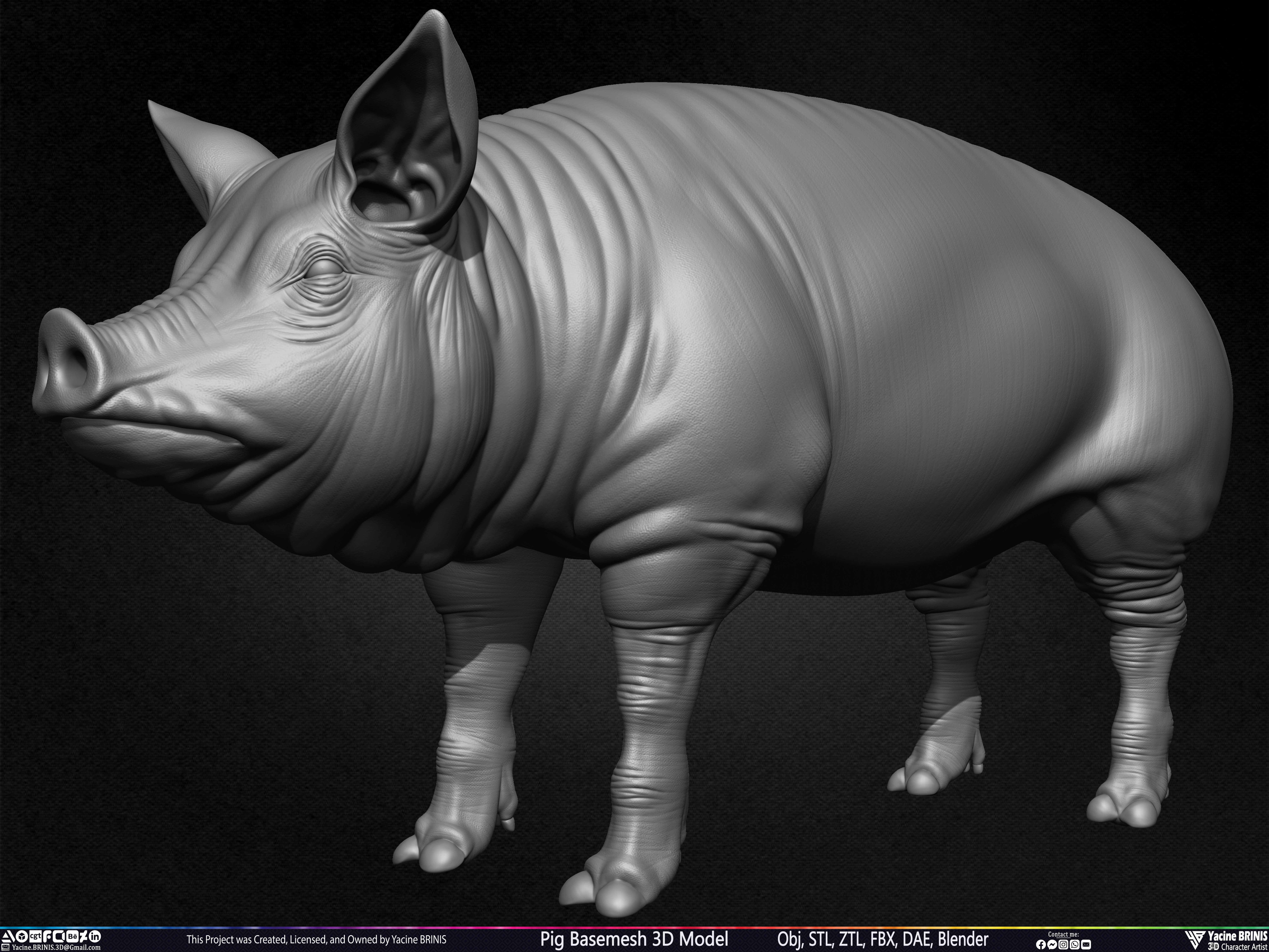 Pig Basemesh 3D Model Sculpted by Yacine BRINIS Set 011
