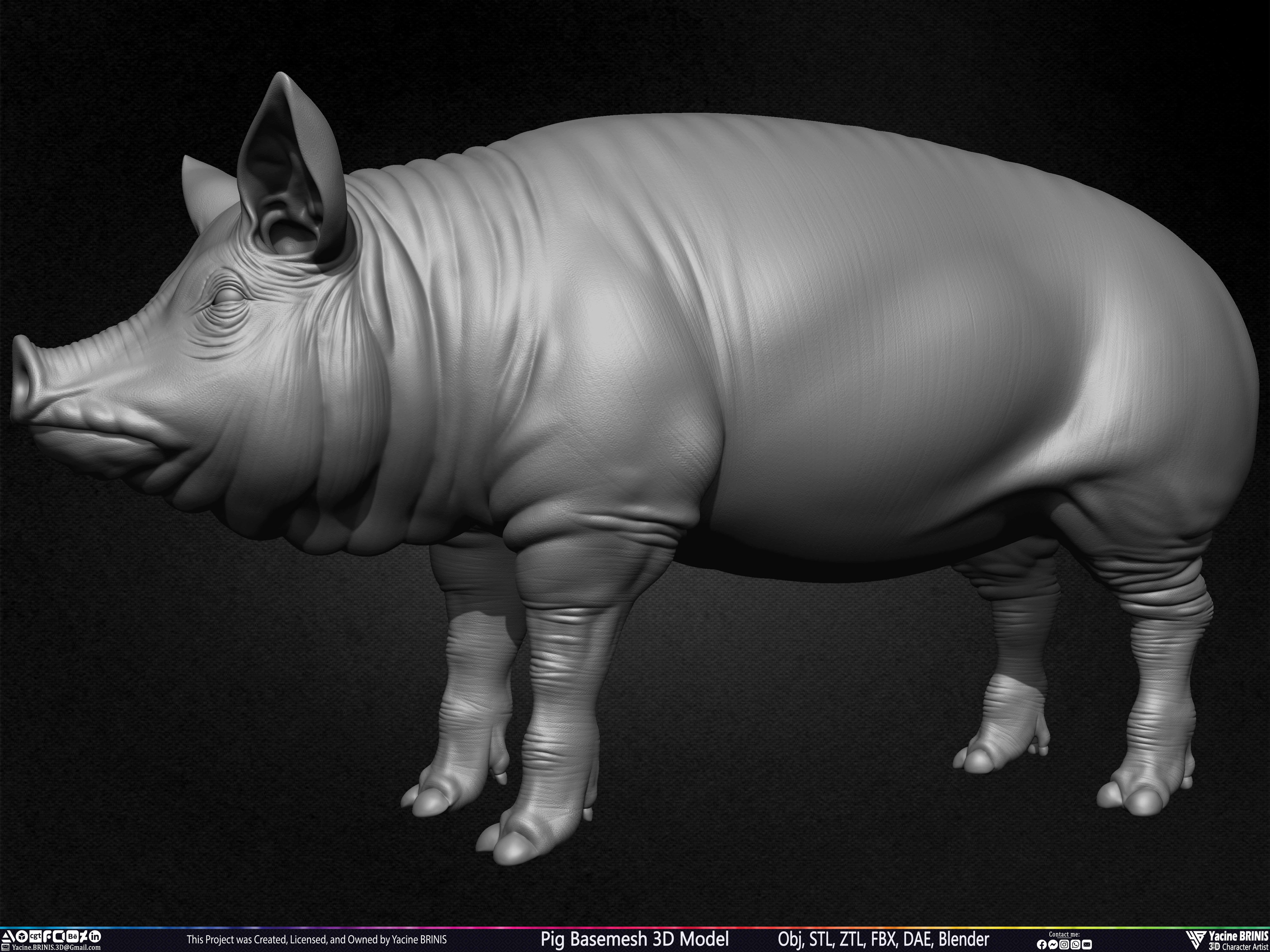 Pig Basemesh 3D Model Sculpted by Yacine BRINIS Set 012