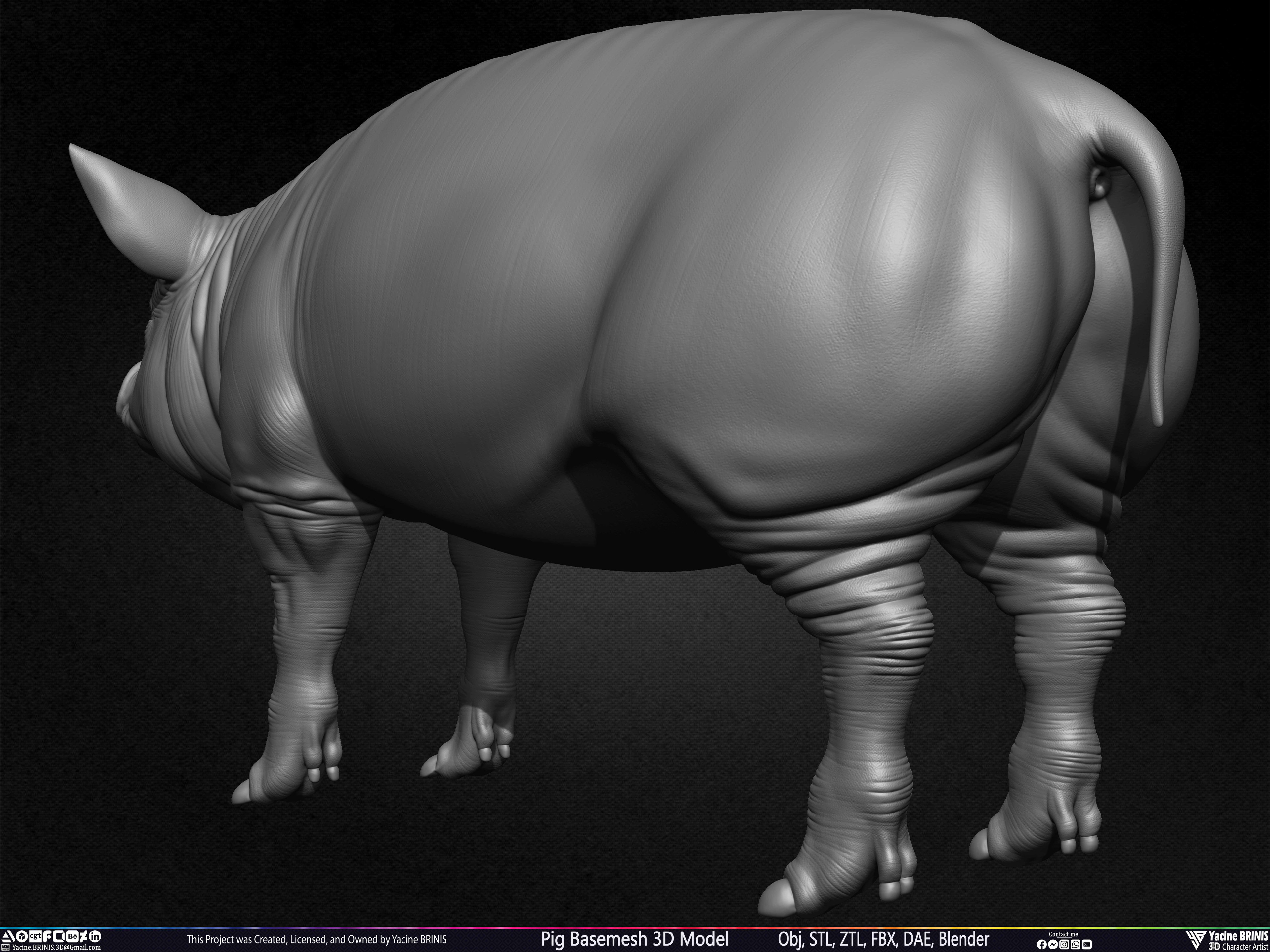 Pig Basemesh 3D Model Sculpted by Yacine BRINIS Set 015
